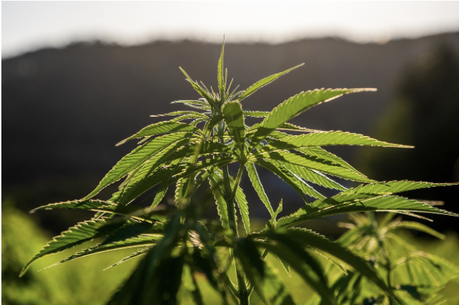 Has US cannabis legalisation been naive?