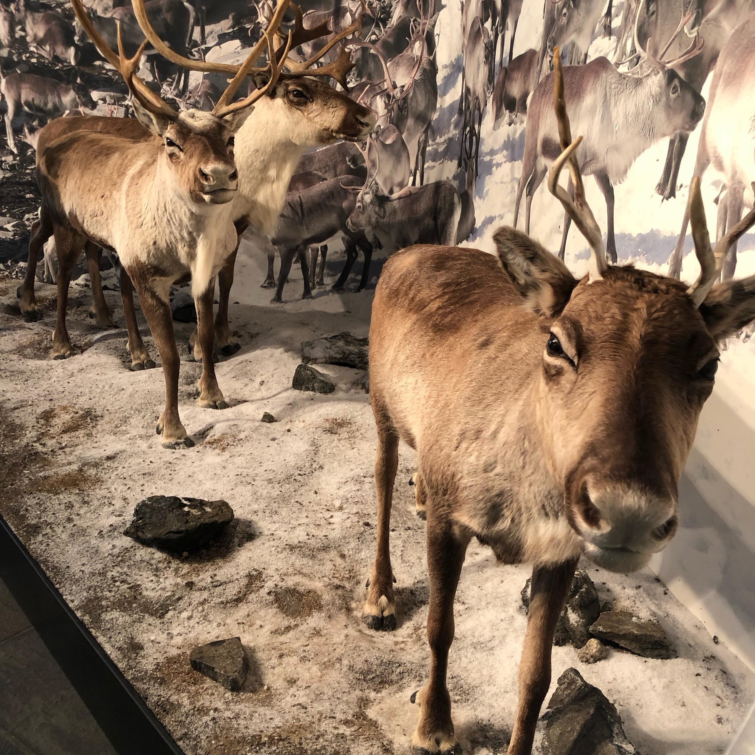 Did you know ????

That reindeers change eye color in the winter season? 

You wanna find out more about reindeers? 
We are open daily from 10:00 - 18:00 🕕