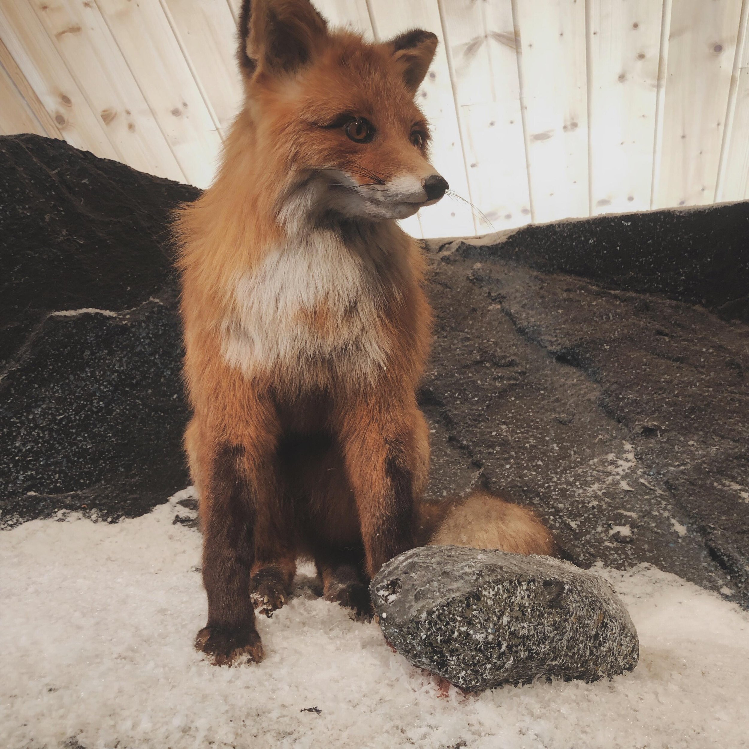 Vulpes vulpes 🦊 

🇳🇴 Raudrev 
🇩🇪 Rotfuchs
🇬🇧 Red Fox