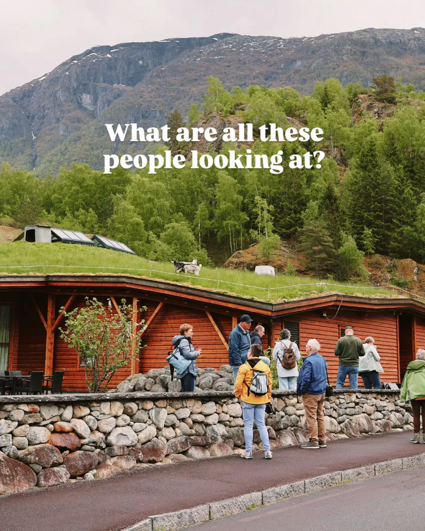 Our three rooftop goats are here! 🐐🐐🐐 
And our Rotterdam guests got to say hello! 

#Norway #hardanger #eidfjord