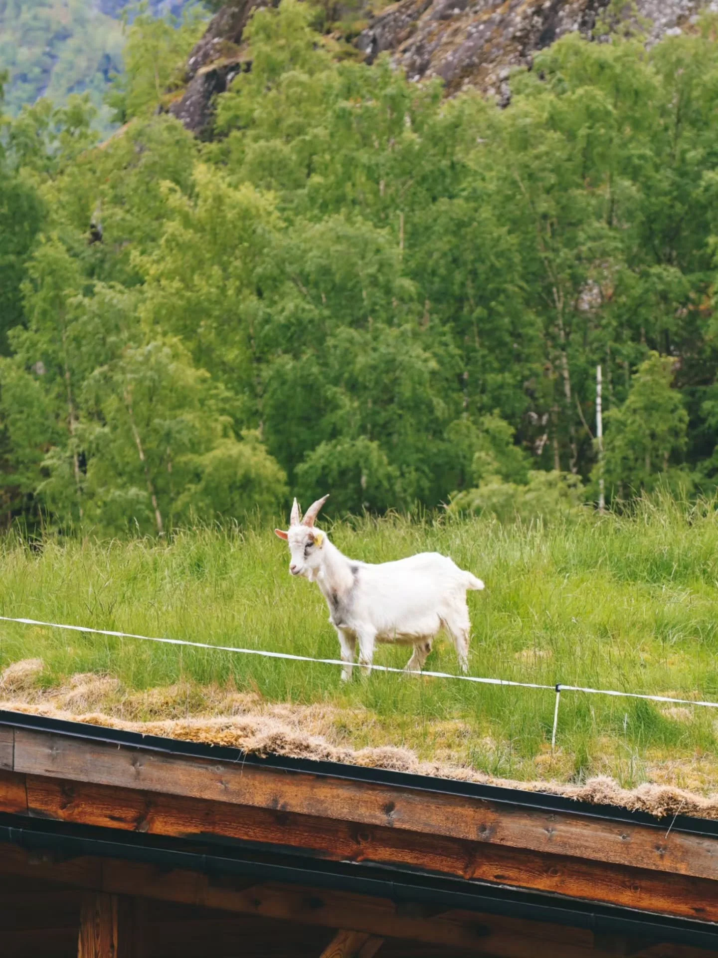 A foggy day in &Oslash;vre Eidfjord 🌫  The rooftop goats are enjoying themselves, and the company of our guests 🐐 

#norway #hardanger #Eidfjord