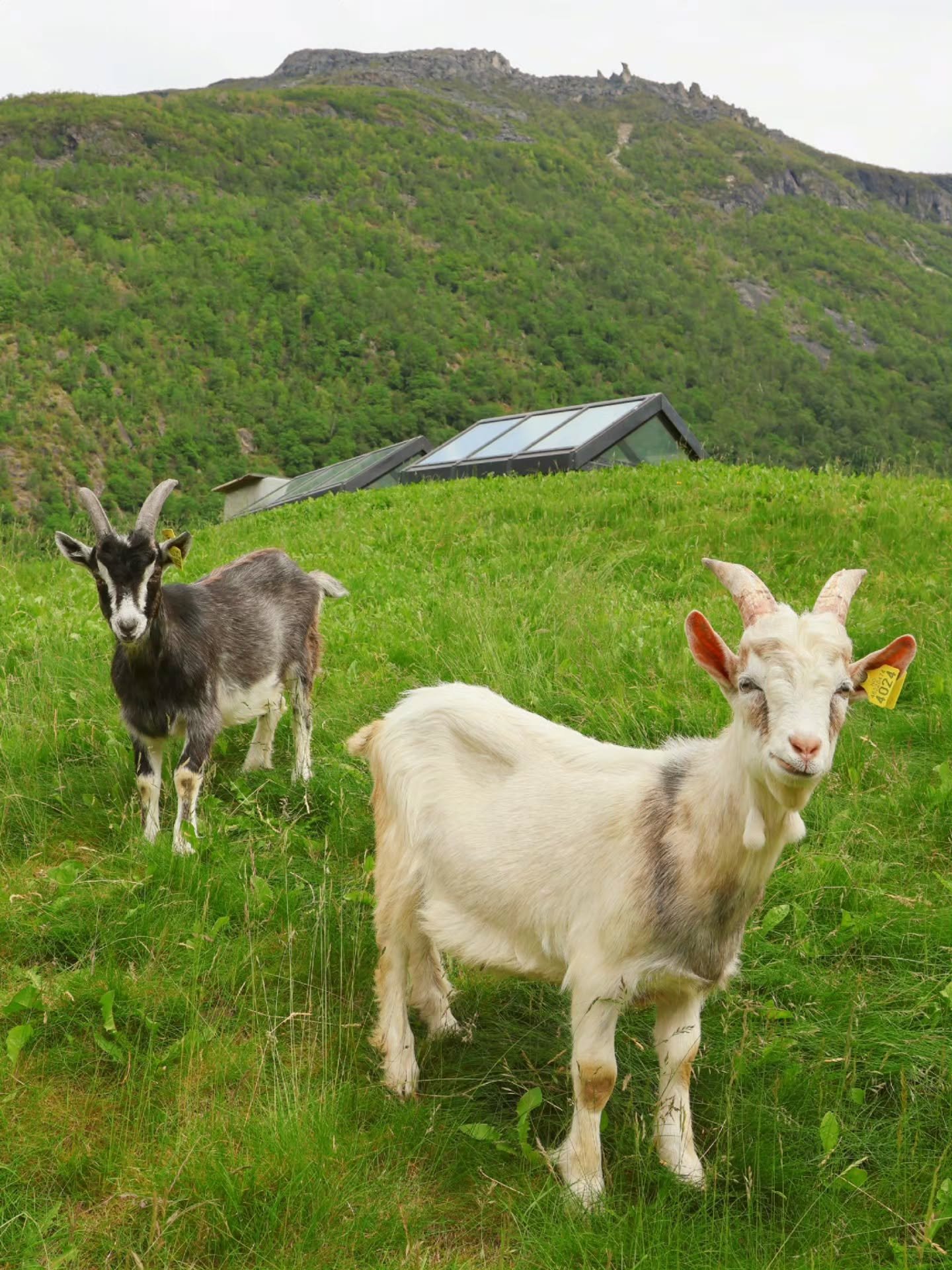 Happy Sunday from the rooftop goats ✨️🐐