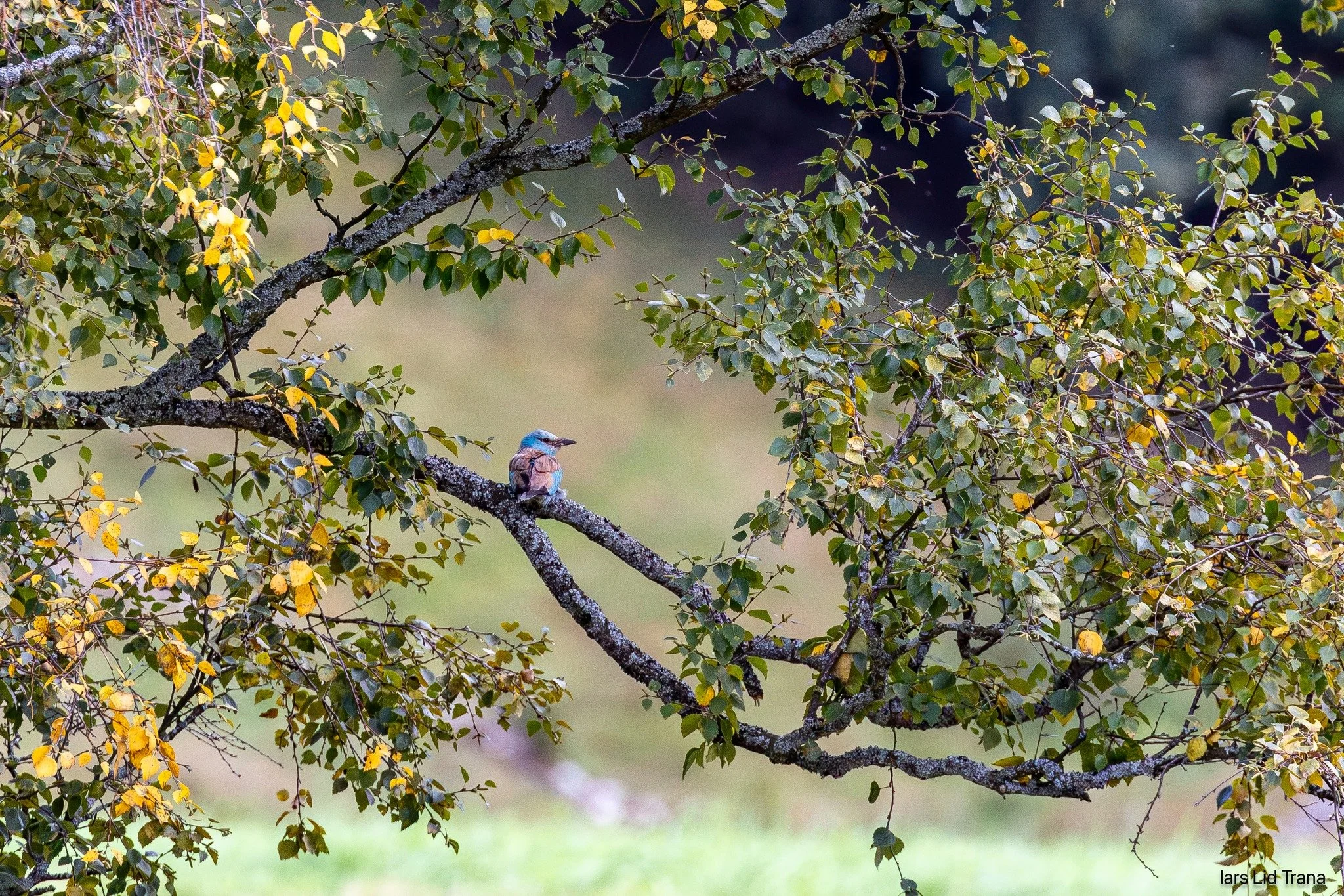 Norsk Natursenter og &Oslash;vre Eidfjord har dei siste ukene hatt bes&oslash;k av ein sjeldan gjest. Ein bl&aring;r&aring;ke har tatt turen innom, og fuglefotografer fr&aring; heile landet har reist for &aring; f&aring; bilete av den vakre fuglen.
B
