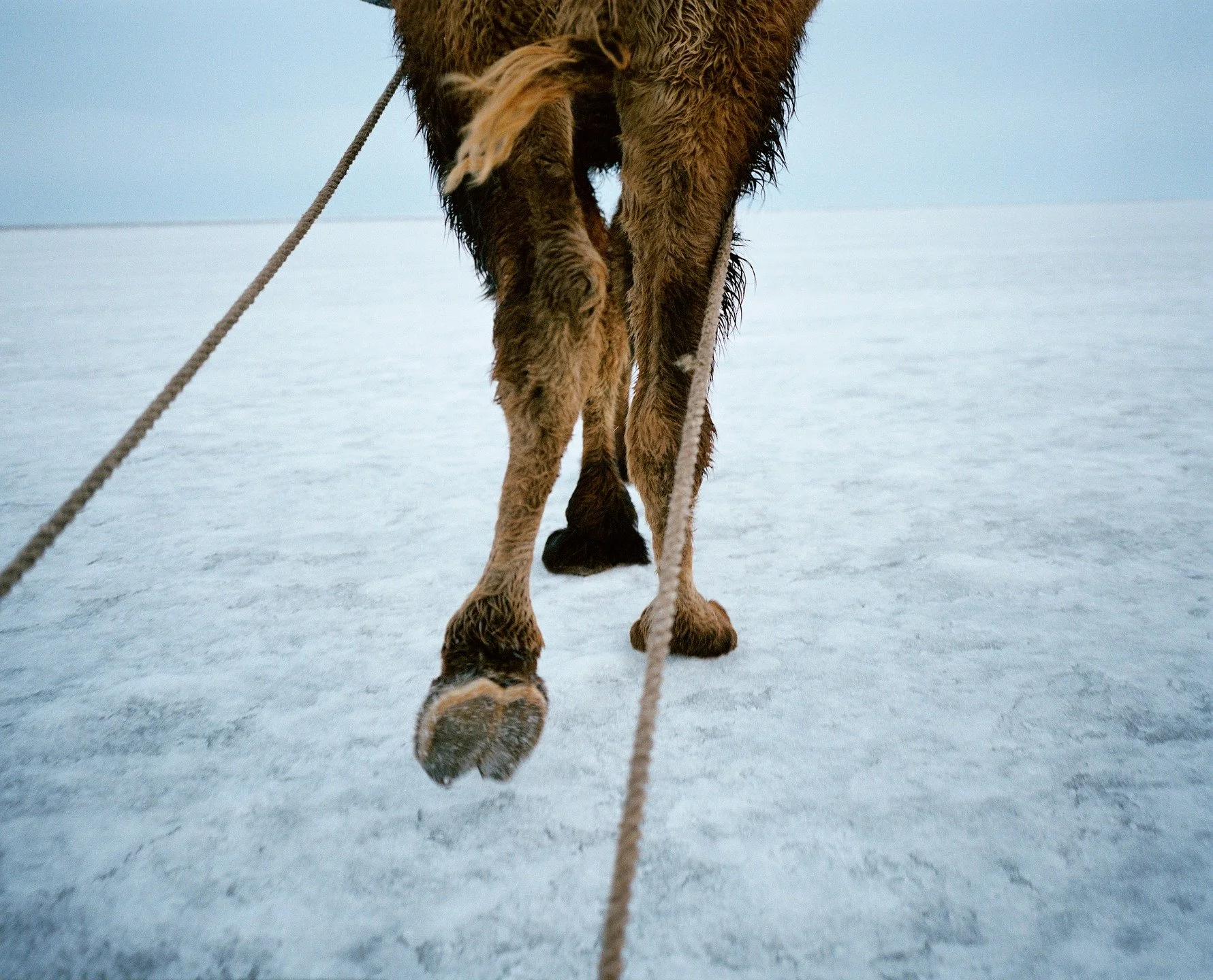 In the village of Tastubek, Kazakhstan, fishermen use camels to pull their ice-fishing kit across the northern Aral Sea in winter. The camels can only work when the ice is covered by a layer of snow - otherwise they are unable to maintain their balan