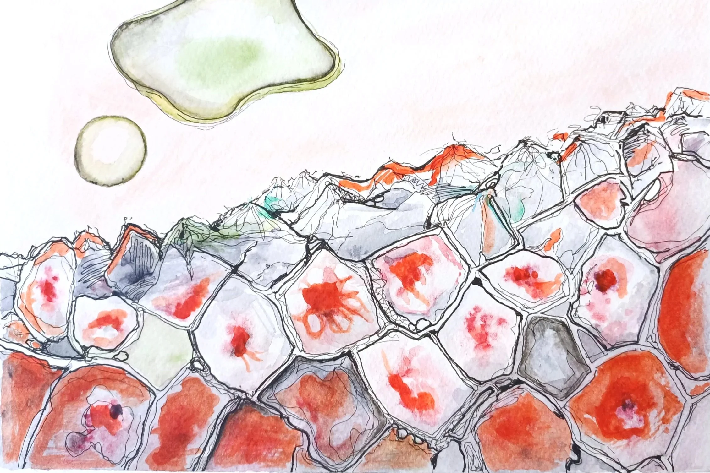 ROSE PETAL (2024)
Watercolor and ink on paper – 42 x 31.5 cm

Cell walls become a delicate terrain in this magnified glimpse of a rose petal. The interplay of vibrant red, pale pink, and linework evokes both organic structure and emotional fragility—