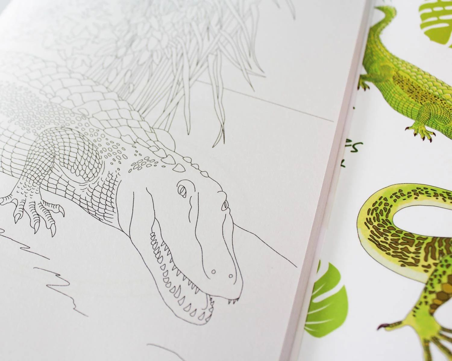 Inside the Reptiles colouring book