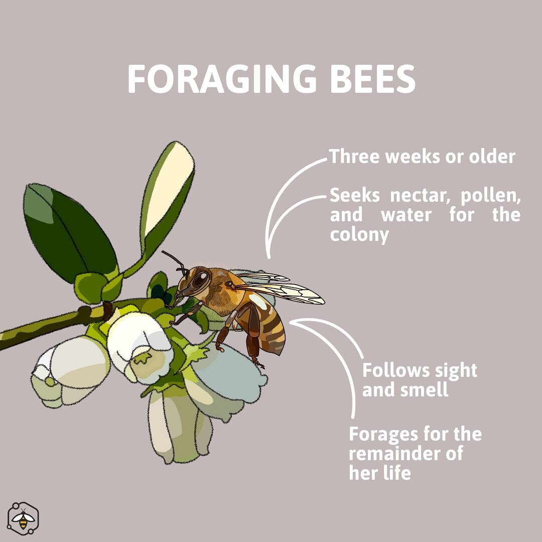 Foraging bees are essential members of the hive whose job it is to seek and supply nectar, pollen, and water for the colony. They primarily use their site and smell to locate sources, and once accustomed to a particular type of flower based on its co