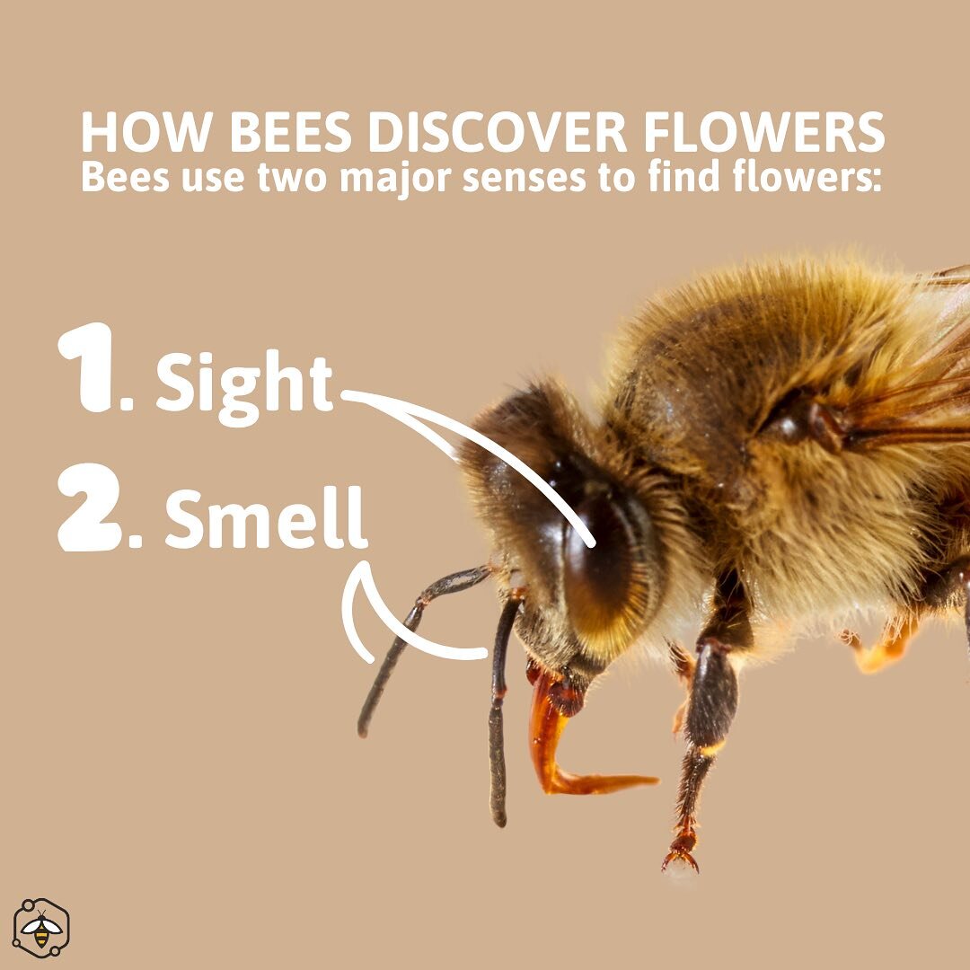 Bees use two major senses to find flowers: sight and smell. According to Caron &amp; Connor (2013), &ldquo;Flowering plants offer both colors and patterns. Many flowers have nectar guides giving the flower a &lsquo;bulls-eye&rsquo; pattern of differe