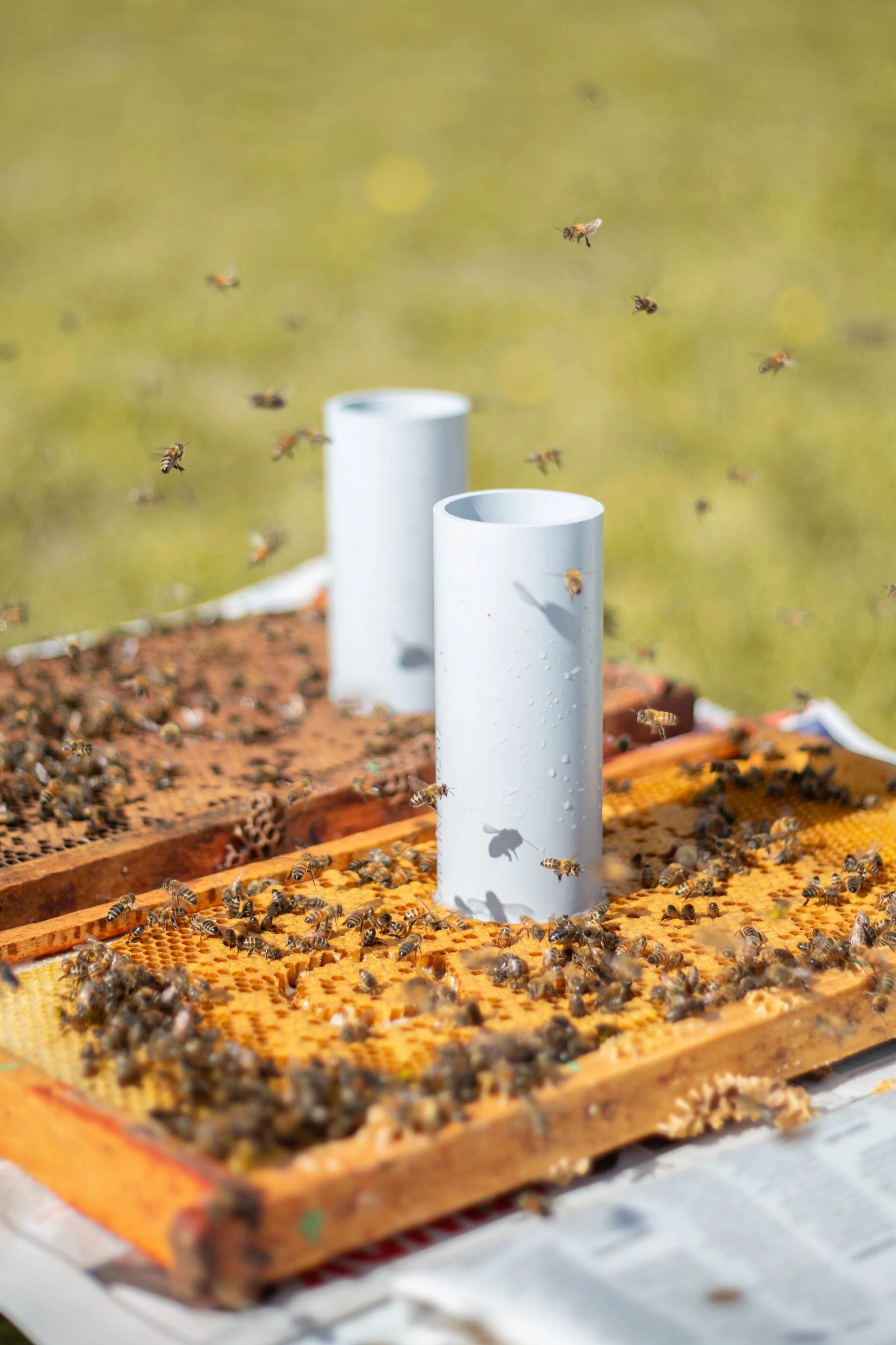 PVC pipes being used for hygienic testing in honey bee colonies with liquid nitrogen.
