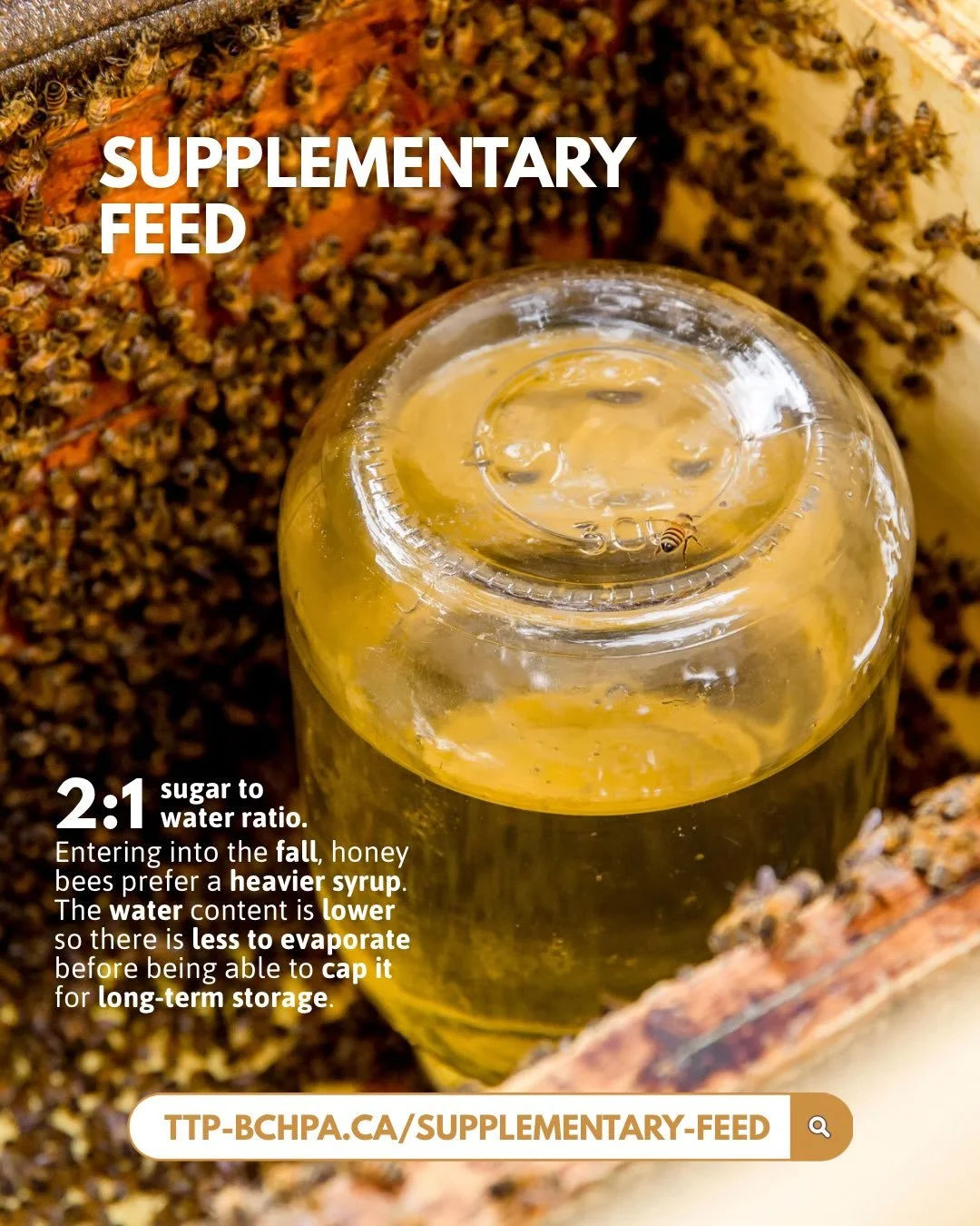 A note on sugar: honey bees should be fed high-quality sugar, such as refined cane or beet sugar. Unrefined sugars or corn syrup should be avoided, as they can have detrimental effects on bee health.

For more information, read our latest article on 