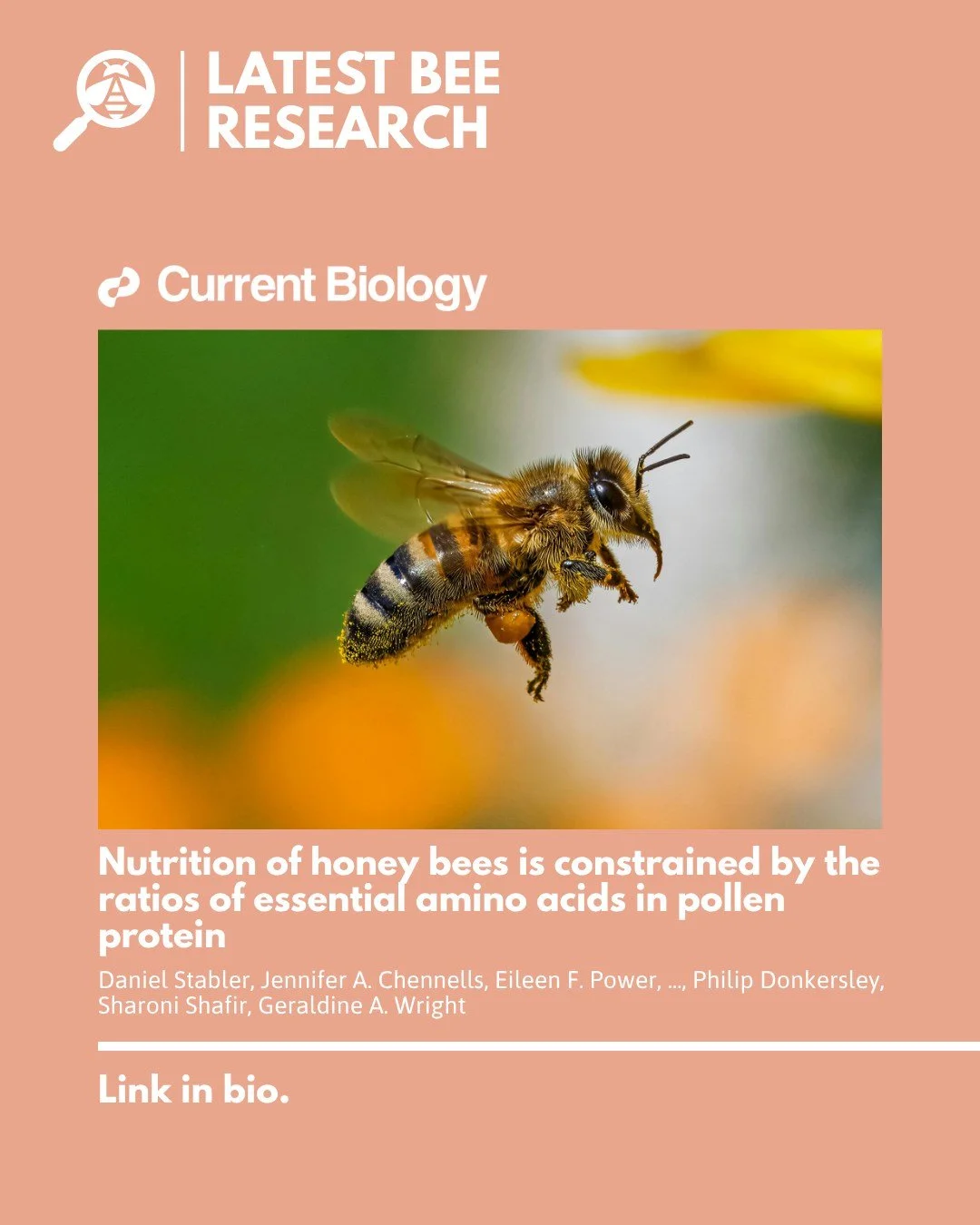 In their recent study, Stabler et al. show that protein quality impacts food consumption and weight gain in honey bees. Proteins enriched in histidine, such as those found in certain plant species&rsquo; pollen, suppress feeding, resulting in low adu