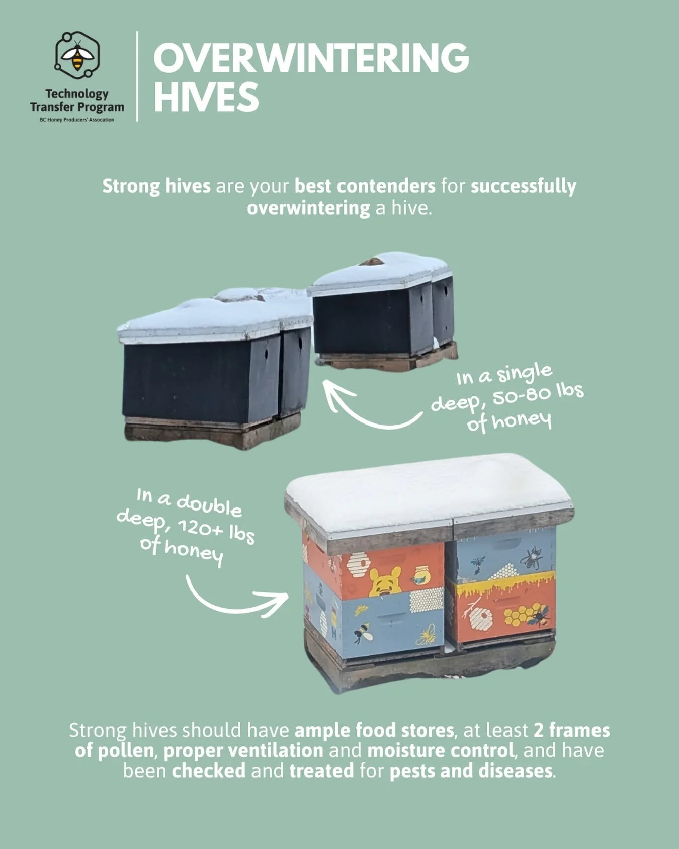 It&rsquo;s not too early to be planning ahead for overwintering! Your best contending hives to survive overwintering are your strongest ones. Before you decide which hives to overwinter, make sure that the ones you do choose have:
- 50-80 lbs of hone