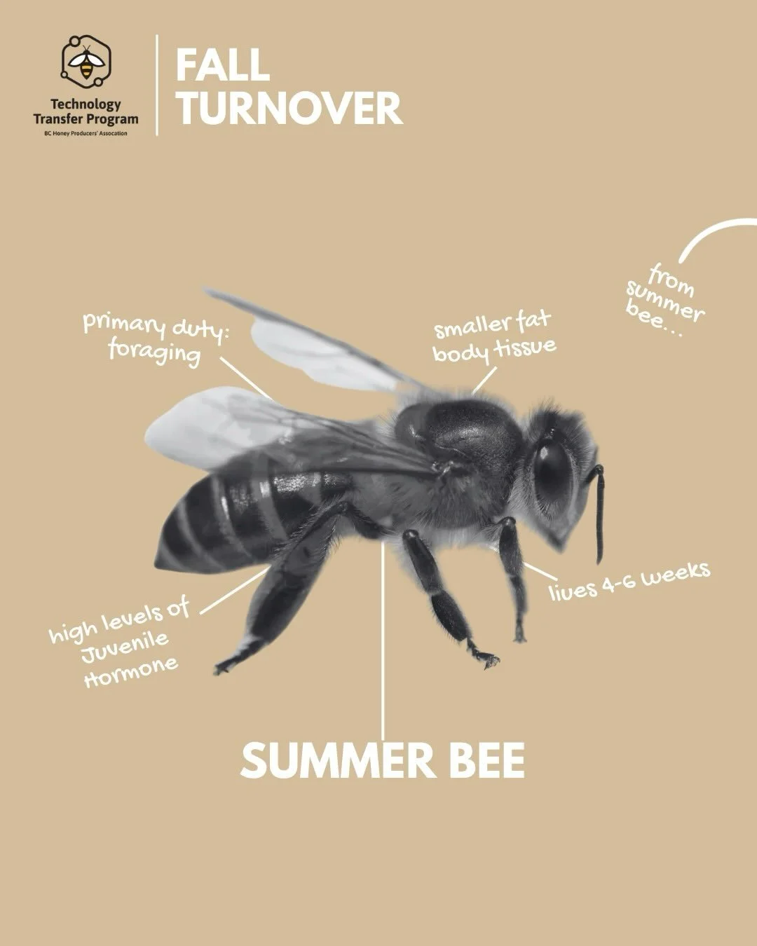 It&rsquo;s the fall turnover! Since early August, the queen has been laying eggs that will develop into winter honey bees. These differ significantly from their summer sisters, having longer lifespans, different physiological development, and differe