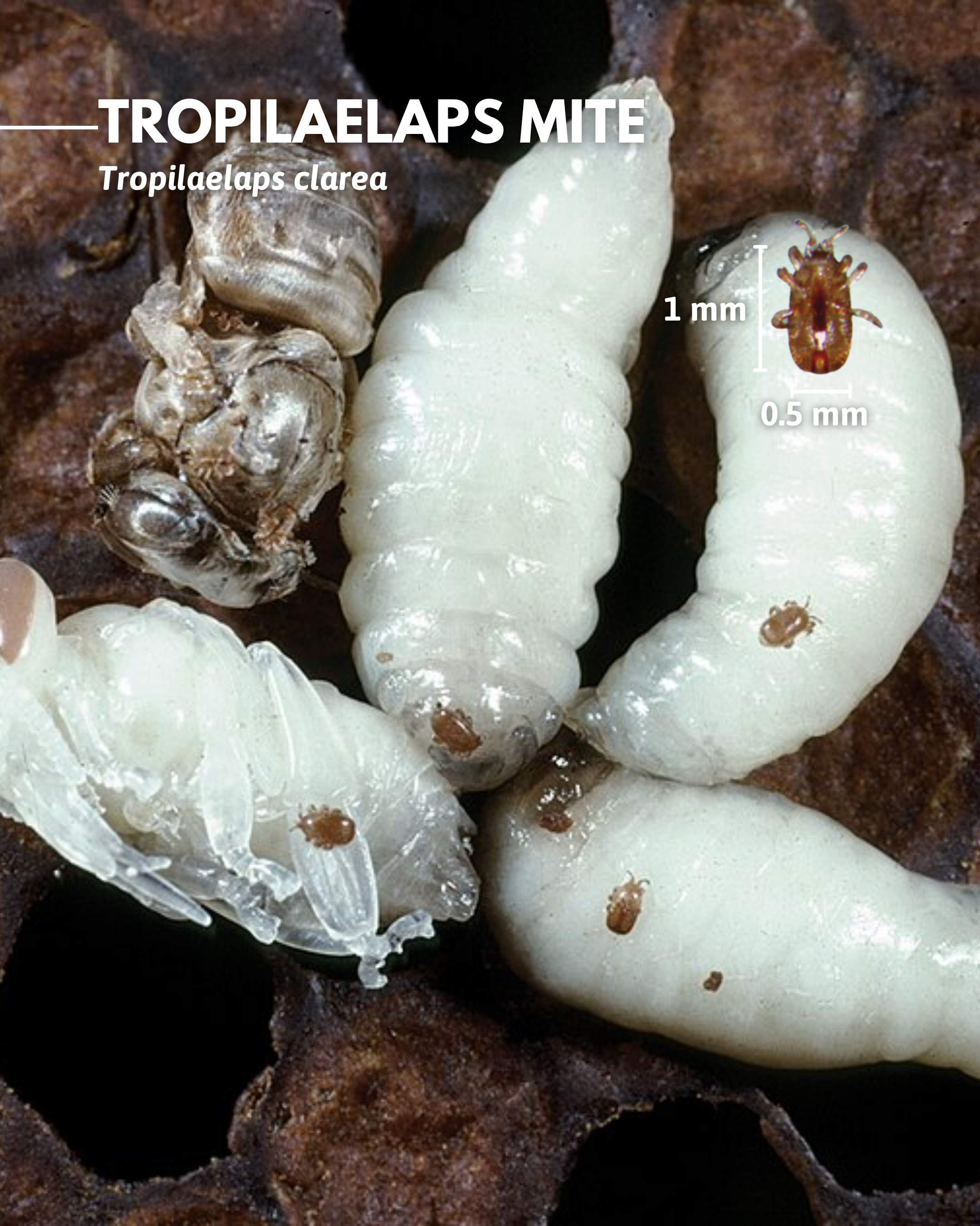 Tropilaelaps mites (Tropilaelaps clarea) [11].