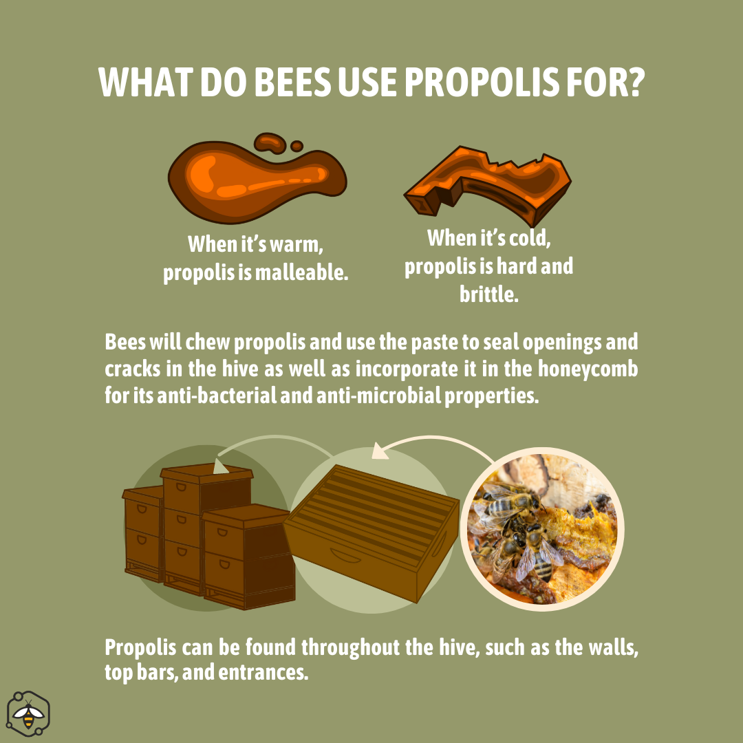 When warm, propolis is malleable; when cold, propolis is brittle. Bees chew on propolis and create a paste to seal openings and cracks in the hives.