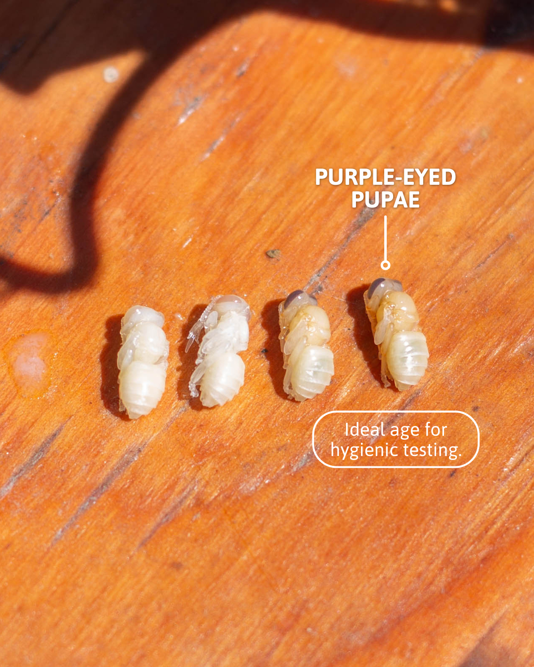 Ideal age of pupae for hygienic testing is when they have purple eyes.