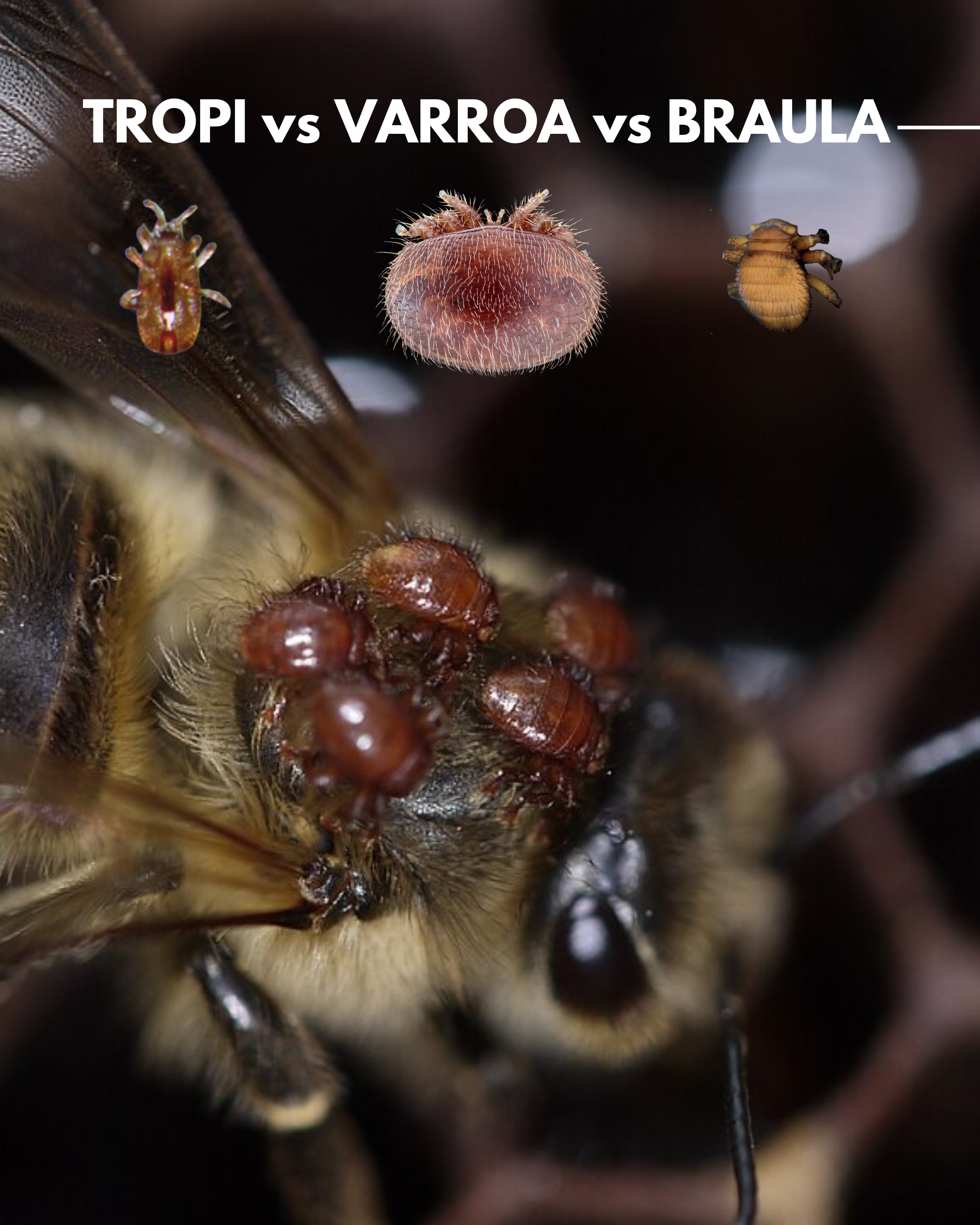 Tropilaelaps mites vs varroa mite vs braula fly [8].