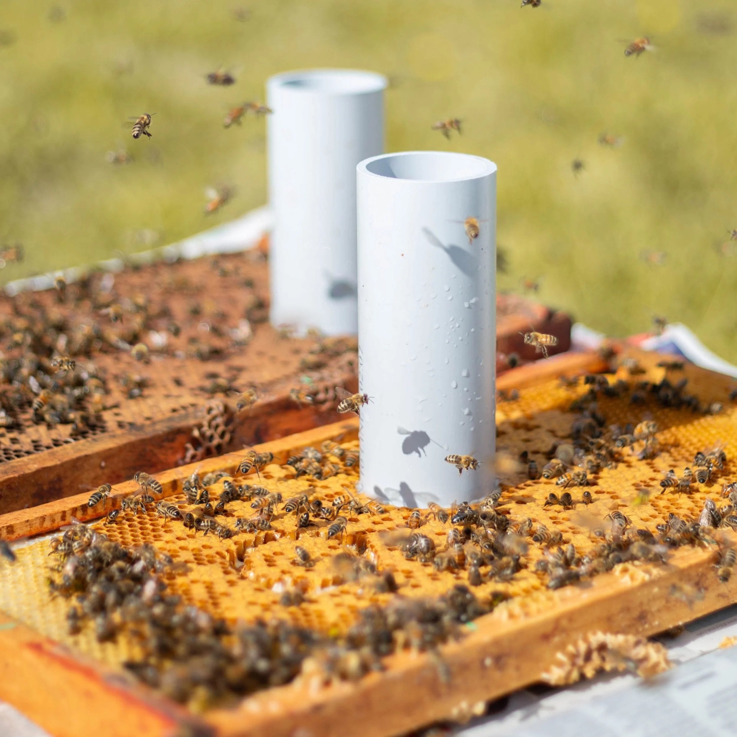 Testing for disease on honey bee frames