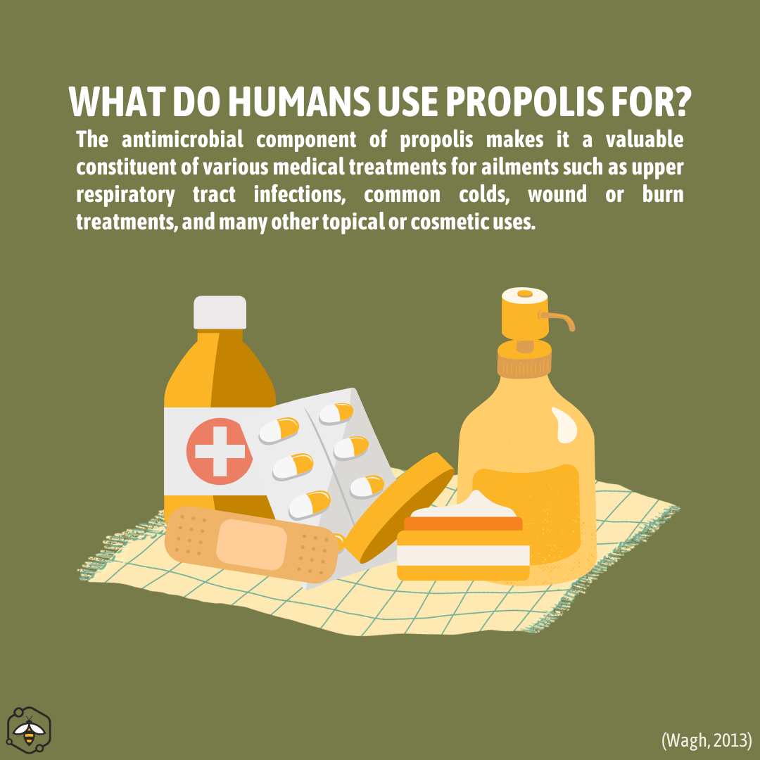 Propolis has antimicrobial properties that humans utilize to treat upper respiratory tract infections, common colds, and wounds.