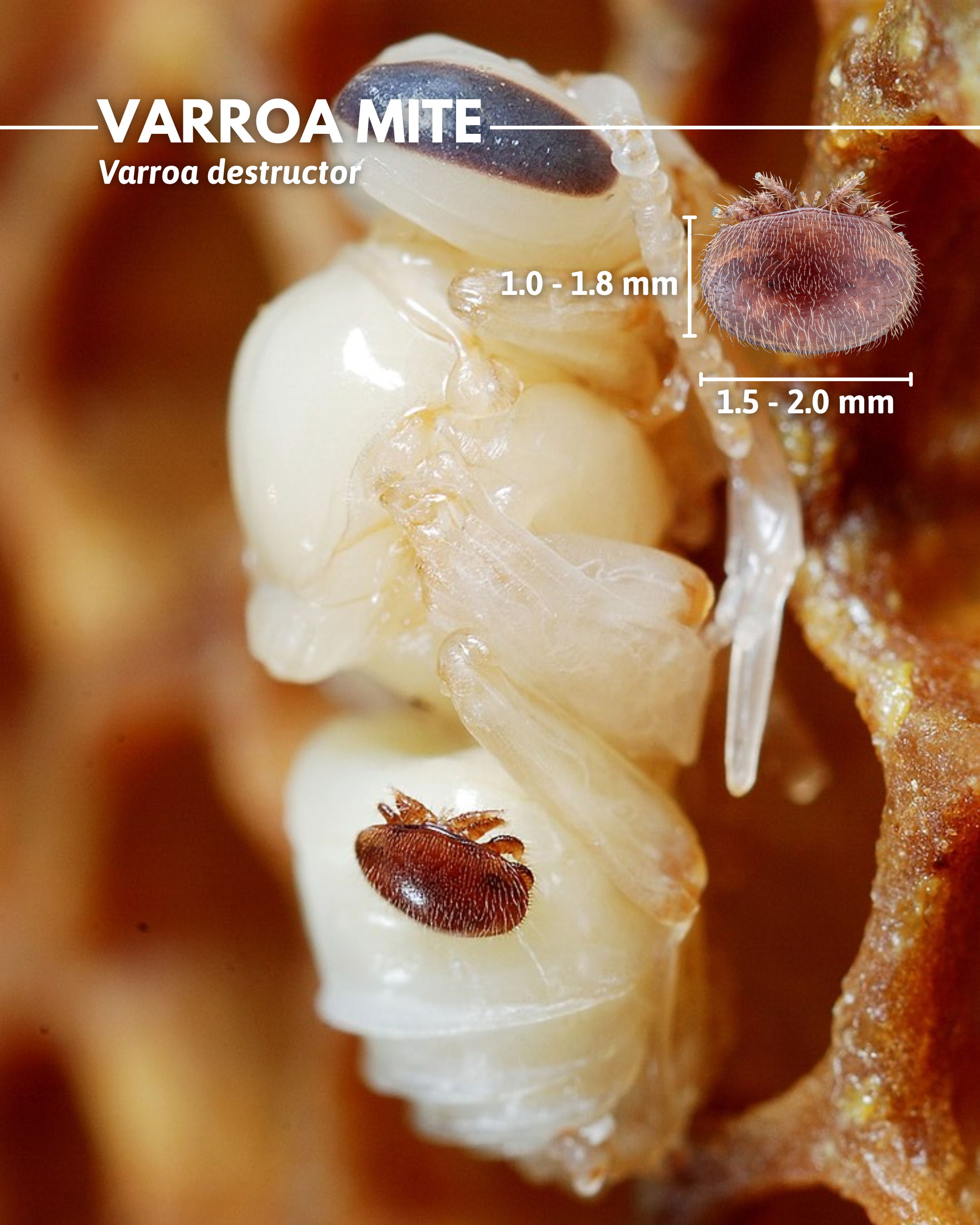Varroa mite (Varroa destructor) [9].