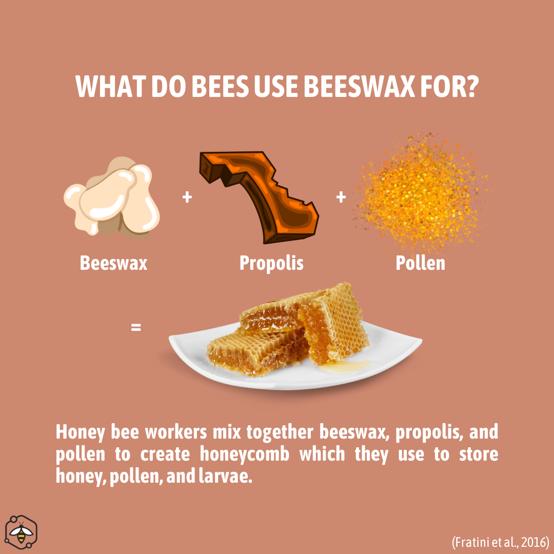 Honey bees mix together beeswax, propolis, and pollen to create honeycomb. This is then used to store honey, pollen, and house larvae.