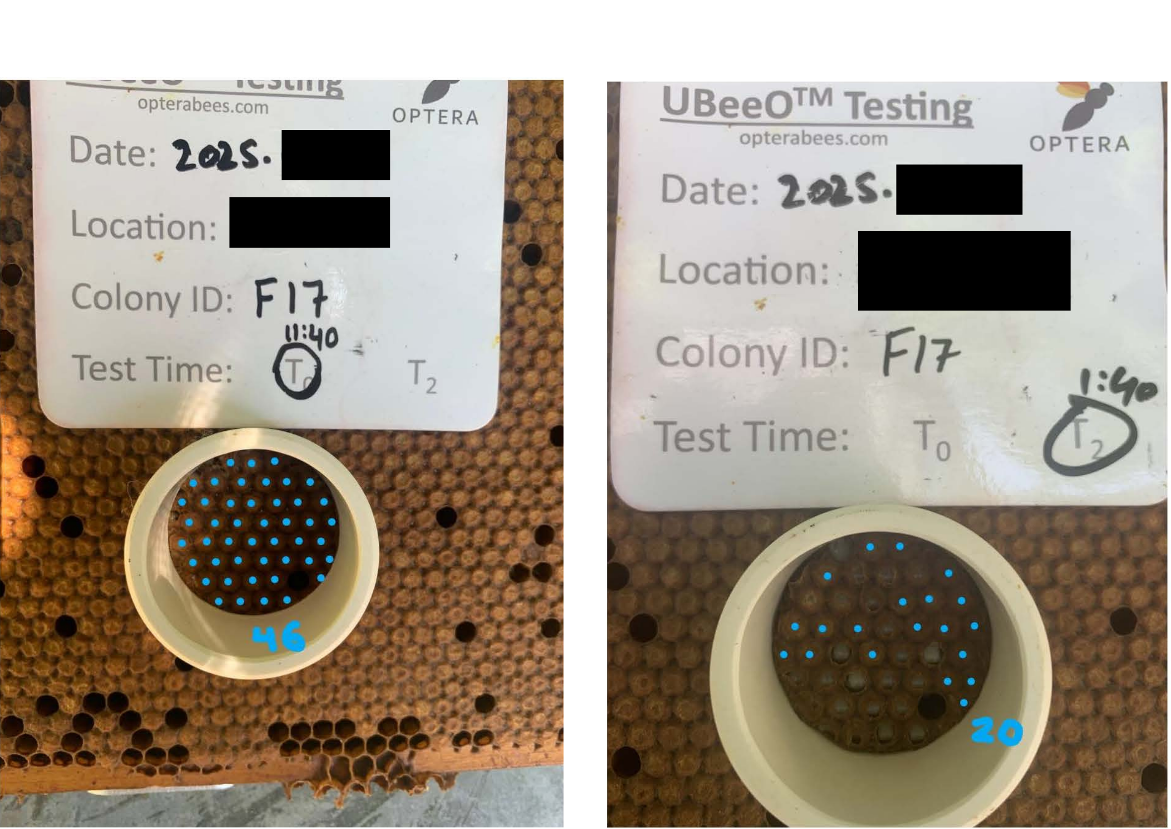 Figure 3: Time in (left) and time out (right) of a  test colony.