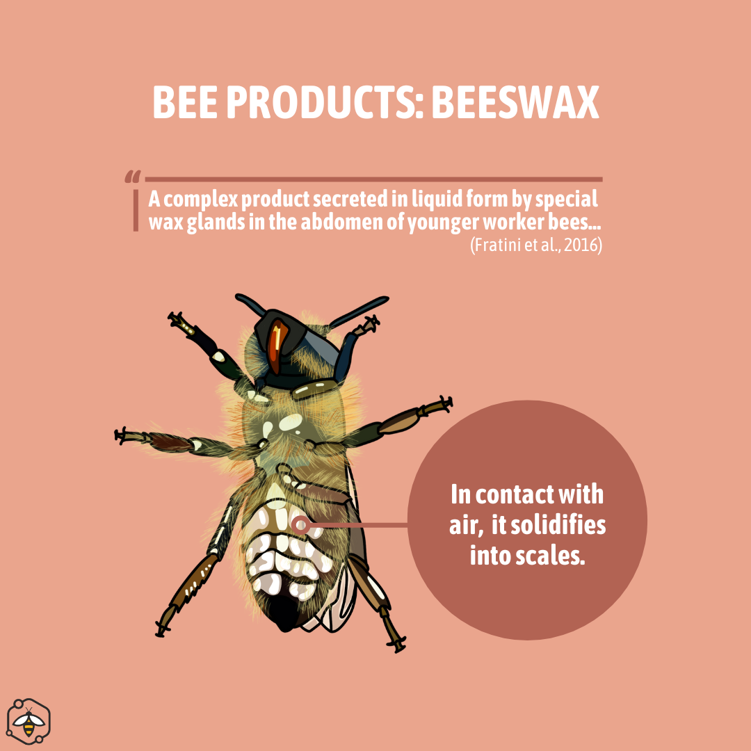A diagram of beeswax being formed from the special wax glands of a young worker honey bee. It is a complex product secreted in liquid form that solidifies when in contact with air.