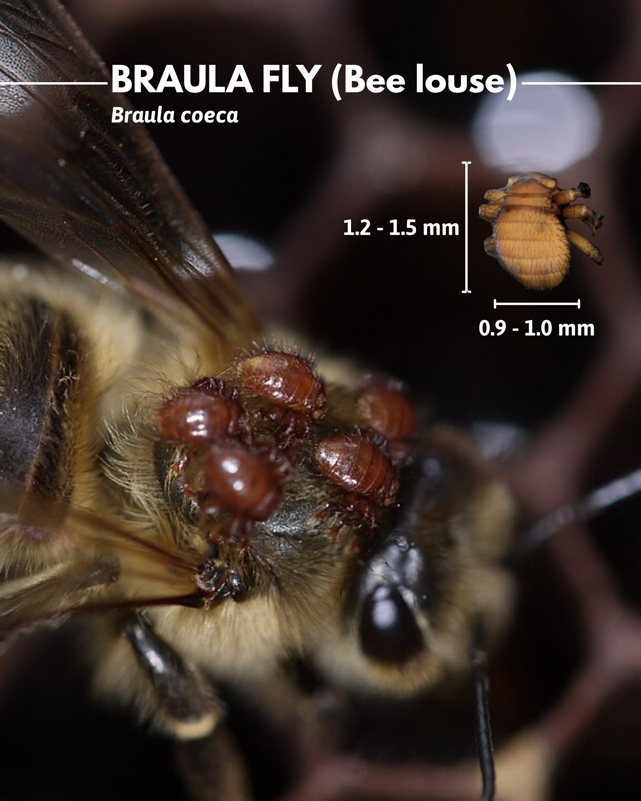 Braula fly (Braula coeca) [10].