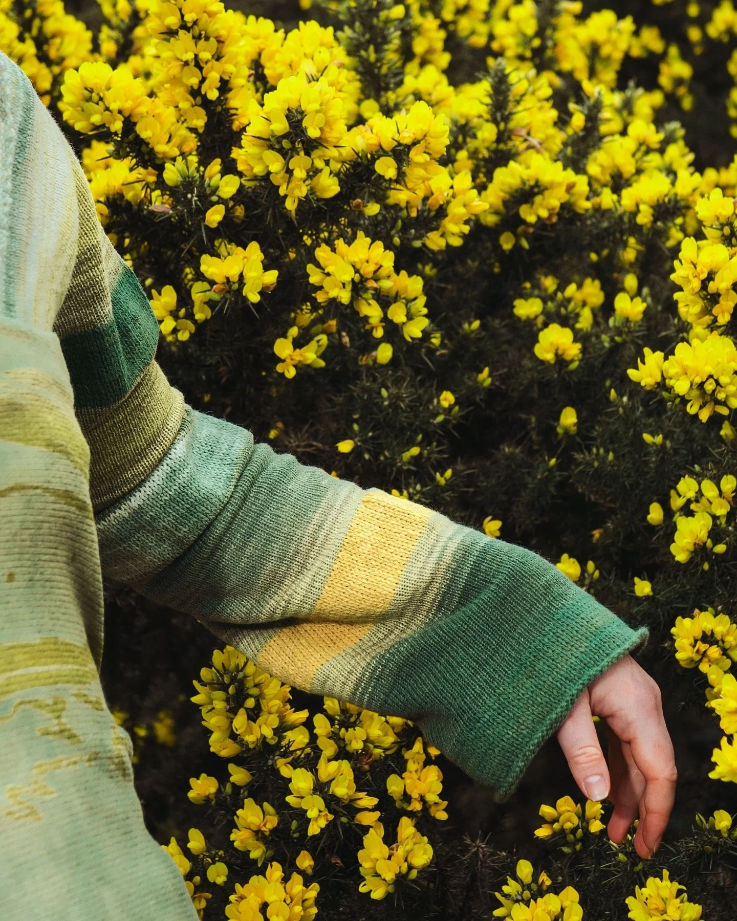 Vibrant pops of colour inspired by the beautiful yellow gorse flowers seen within the Scottish Highland landscapes. Many people may have the assumption that natural dyes only create earthy, muddy colours and cannot compare to the vibrant ones seen wi