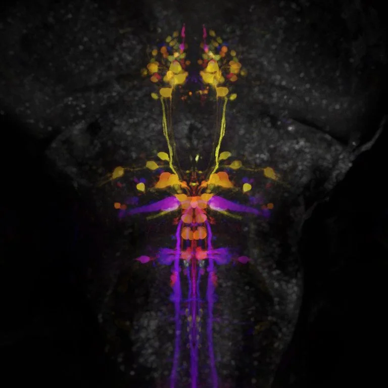 The reticulospinal system of larval zebrafish