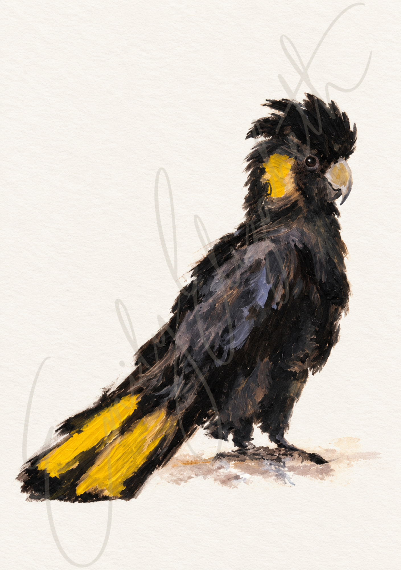 Black Cockatoo