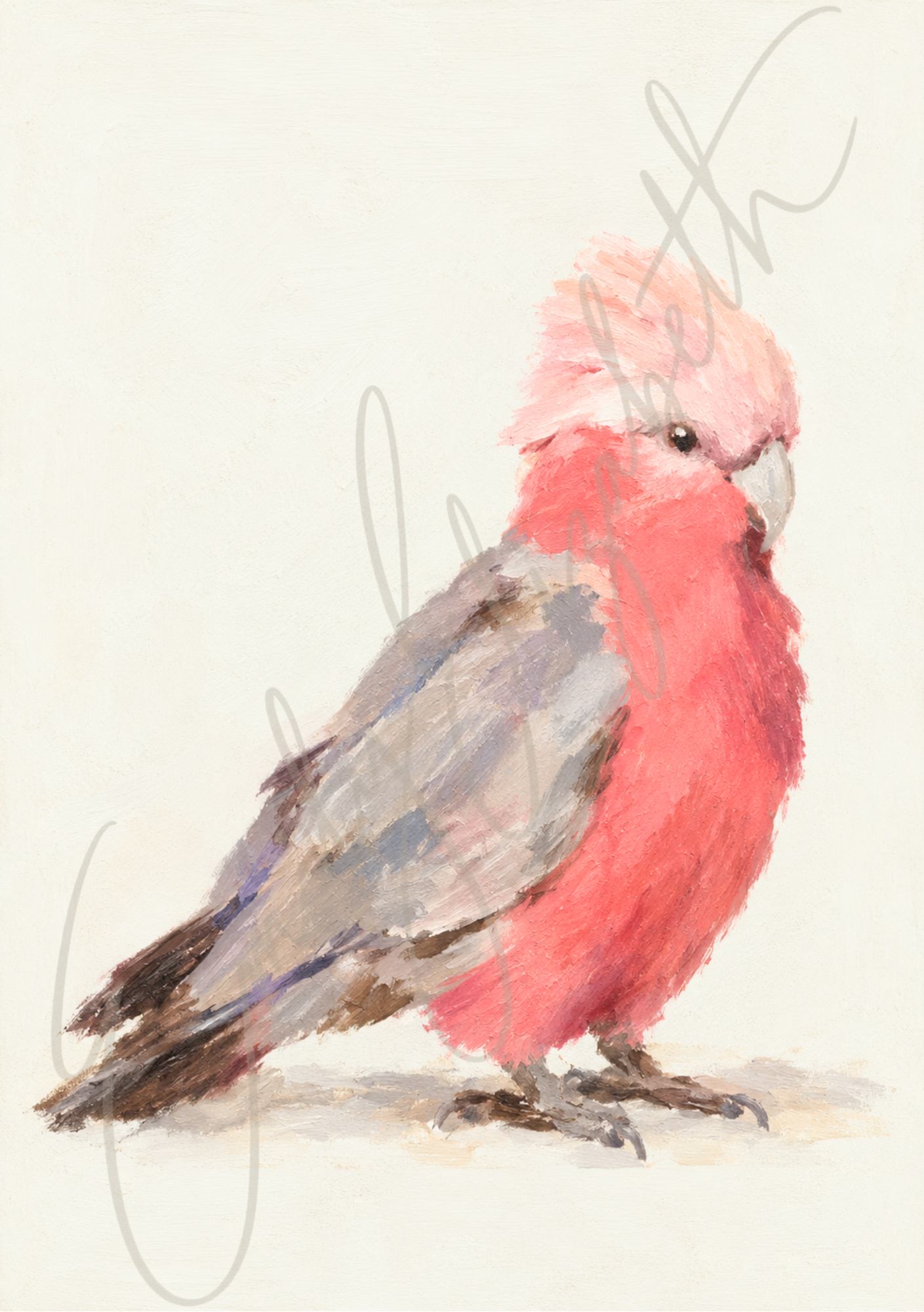 Galah