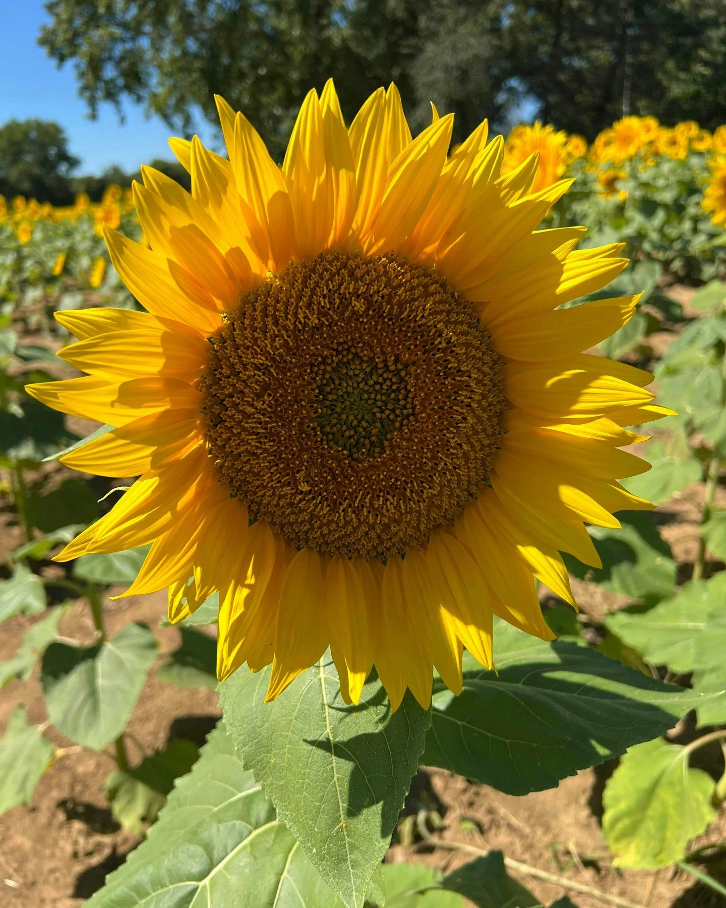 You're on the verge of reaping what you've sown! 🌱

Putting in countless hours into your website without seeing instant results can be tough. Remember, growth takes time&mdash;just like a flourishing farm.

You might update content one week and leav