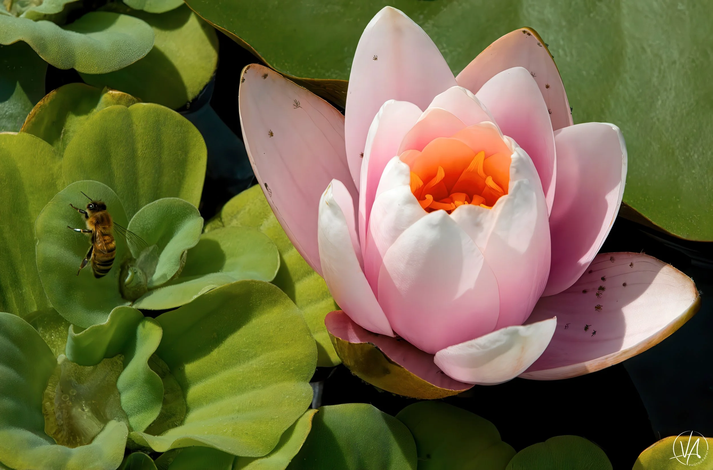 Pink Lotus