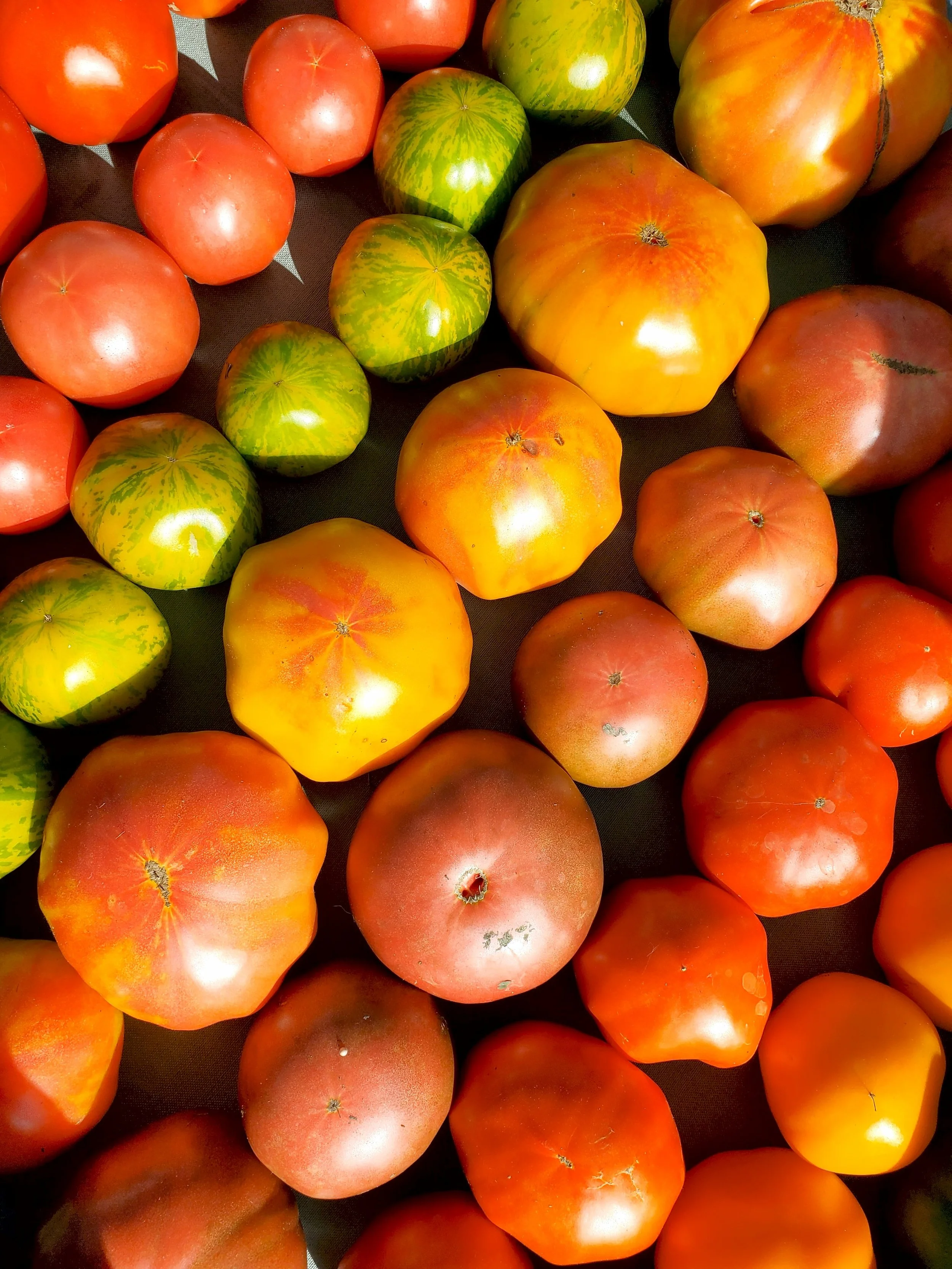Slicing Tomatoes.jpeg