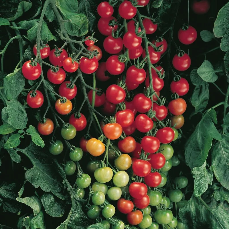 Cherry Tomato