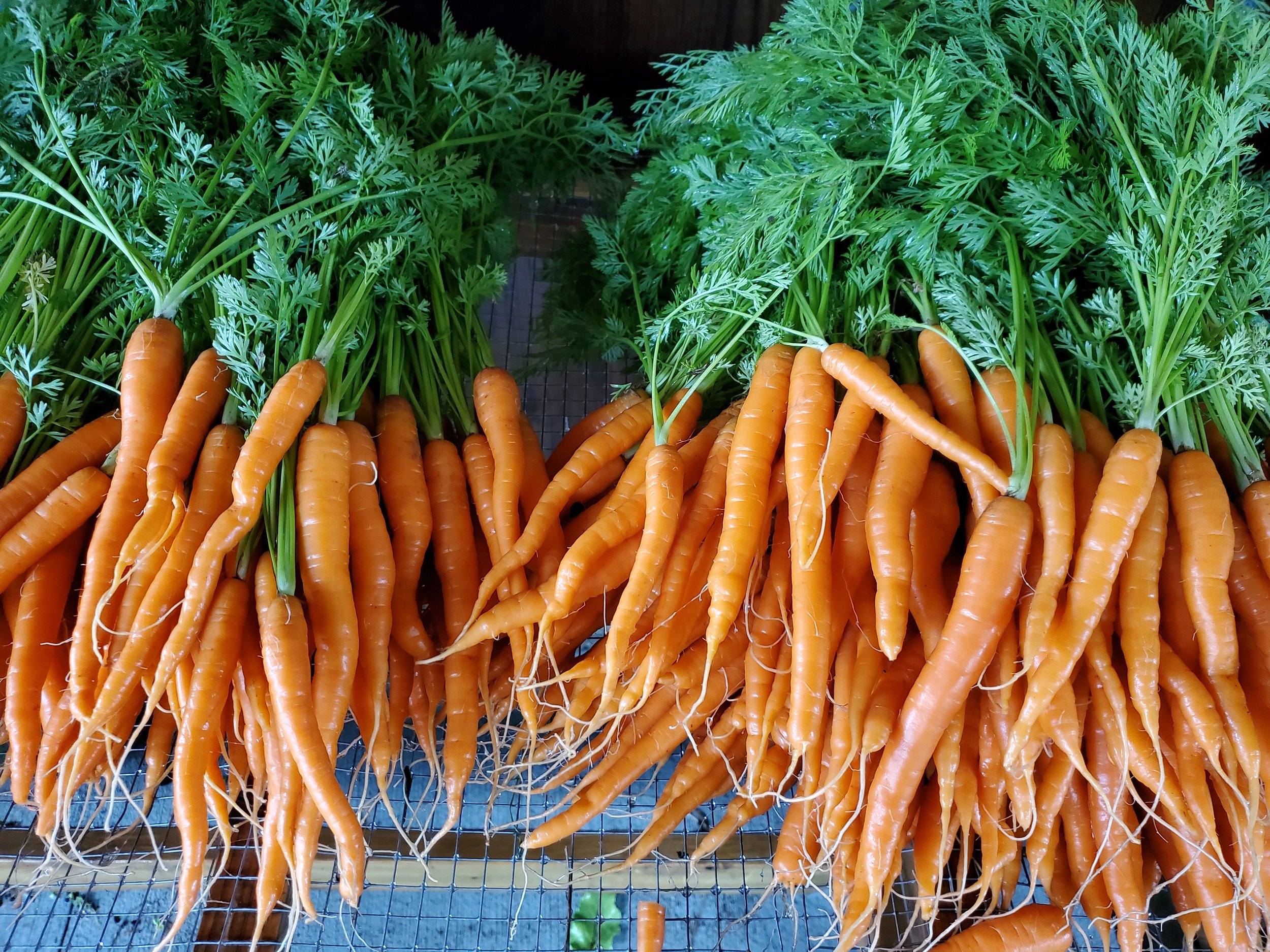 Carrots.jpg