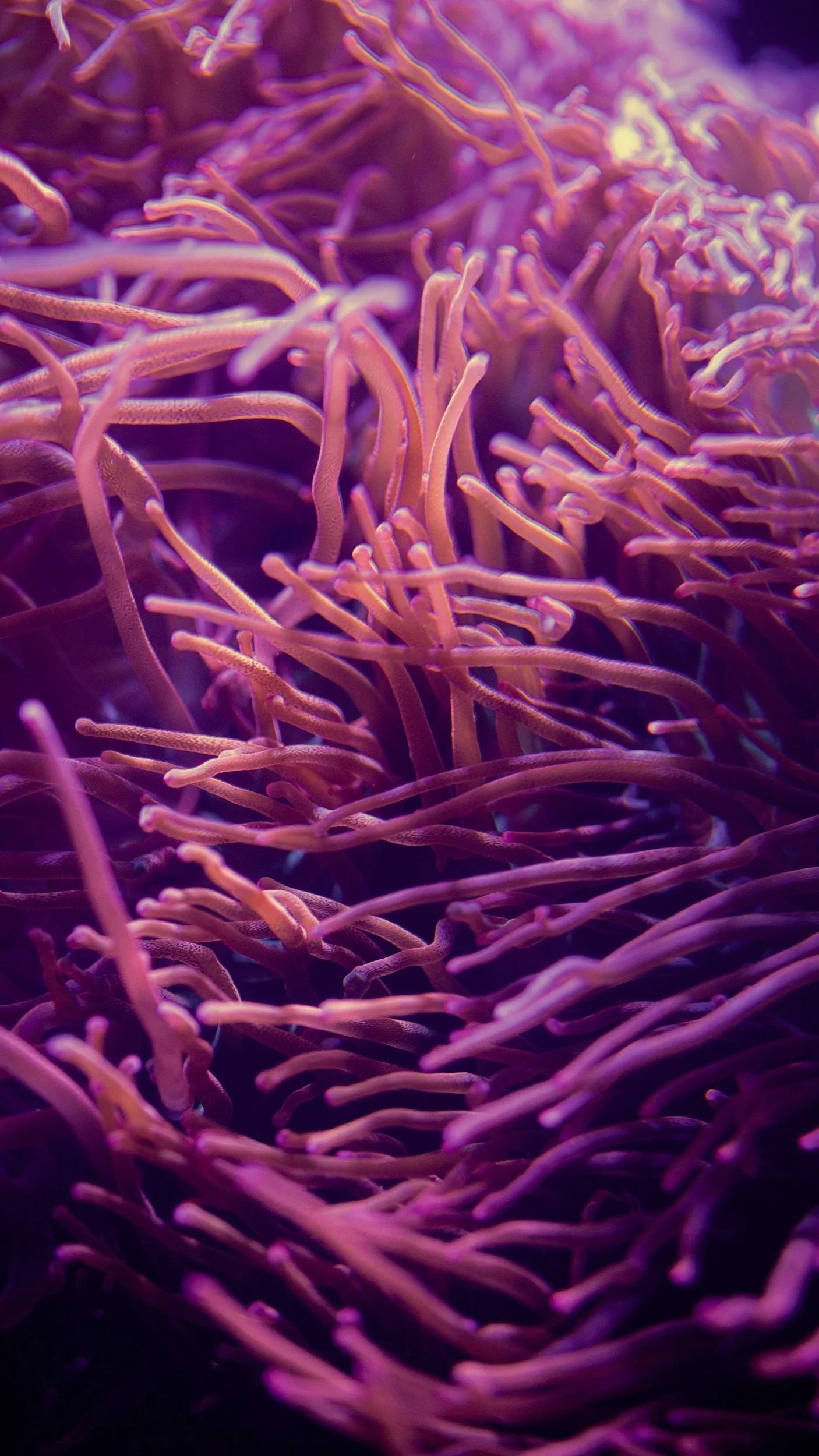 The Vaginal Microbiome