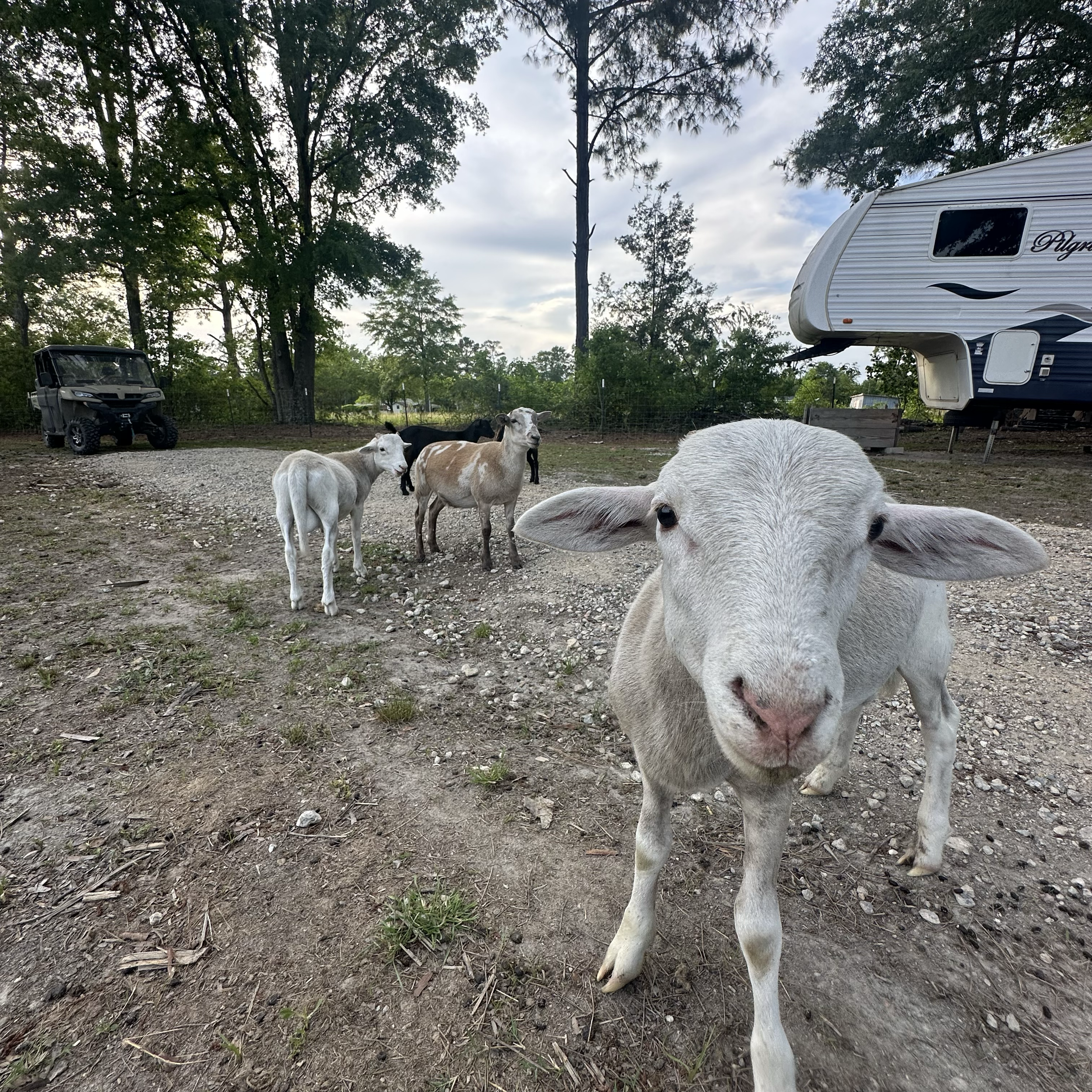 Meet & greet with our baby sheep and goats. They are very people friendly! 30 minutes for up to 5 people
