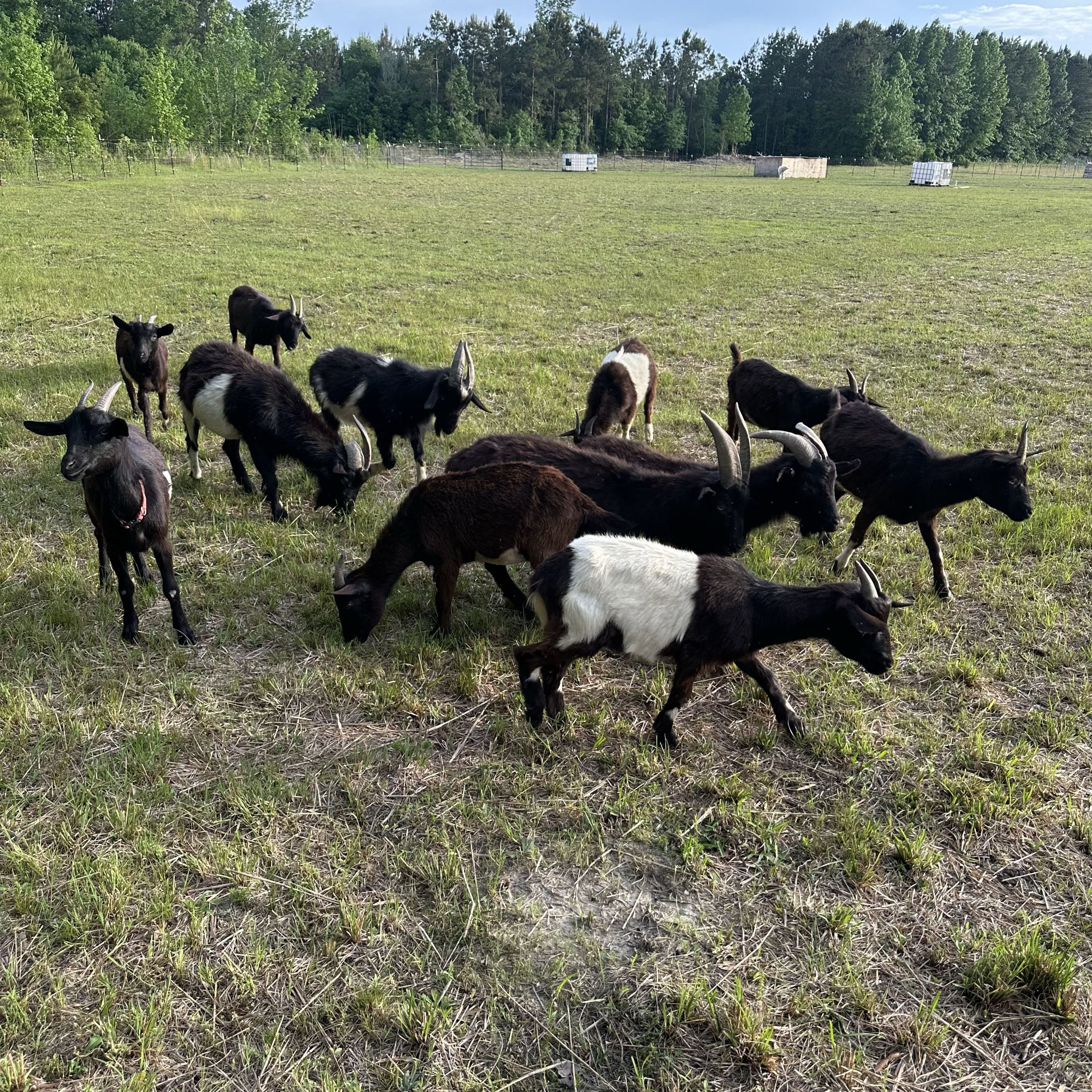 Our sustainable practices will include organic and regenerative farming methods