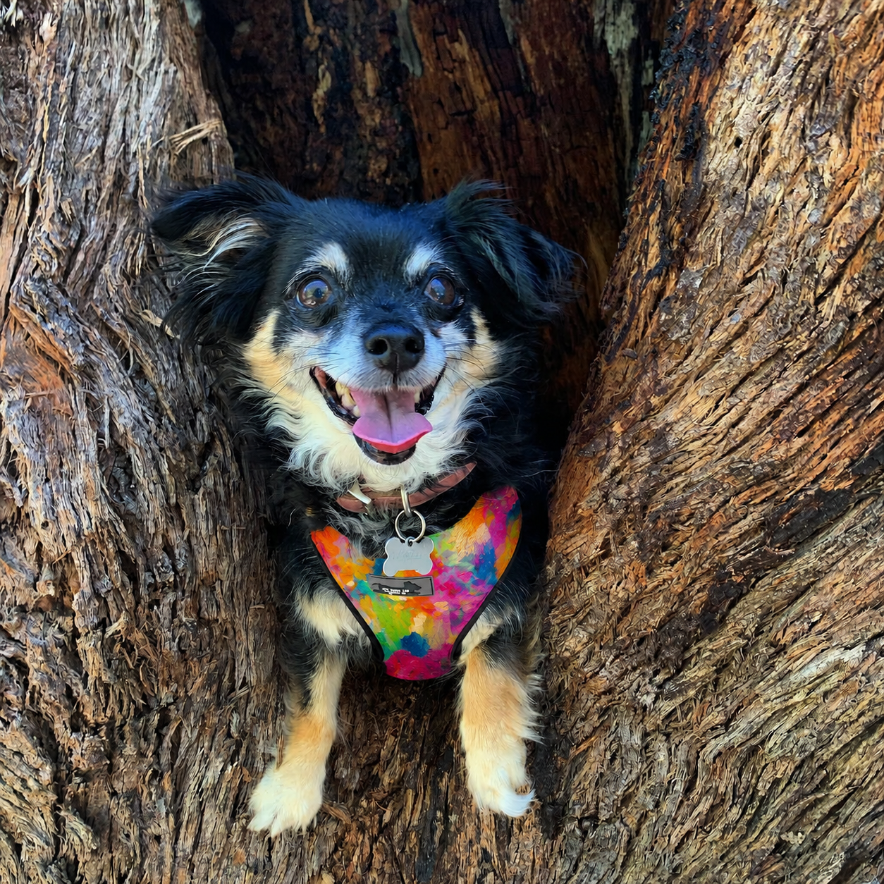 A small black and tan dog with long fur and pointy ears, sitting inside the crook of a tree, wearing a colorful rainbow-patterned harness and a dog tag, with a happy expression and tongue out.