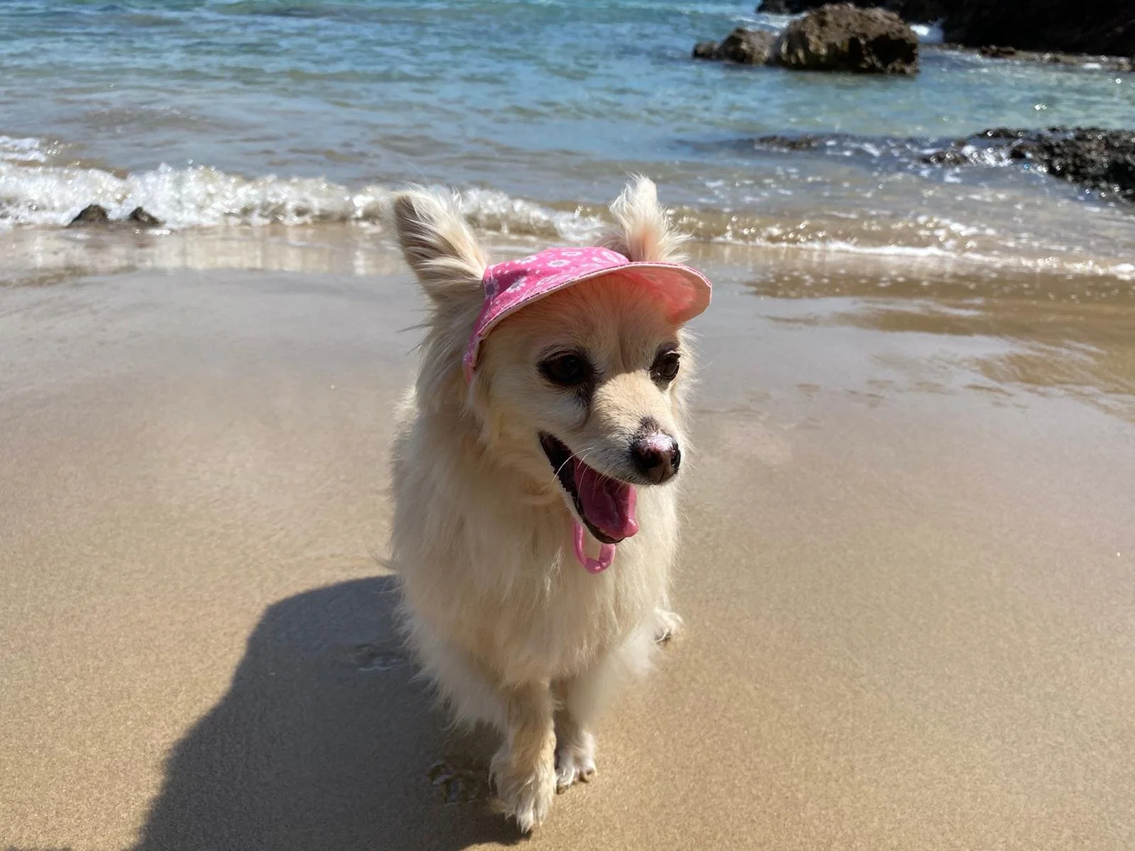 A happy dog with fluffy white fur wearing a pink sunhat on a sandy beach near the ocean with rocks and waves in the background.