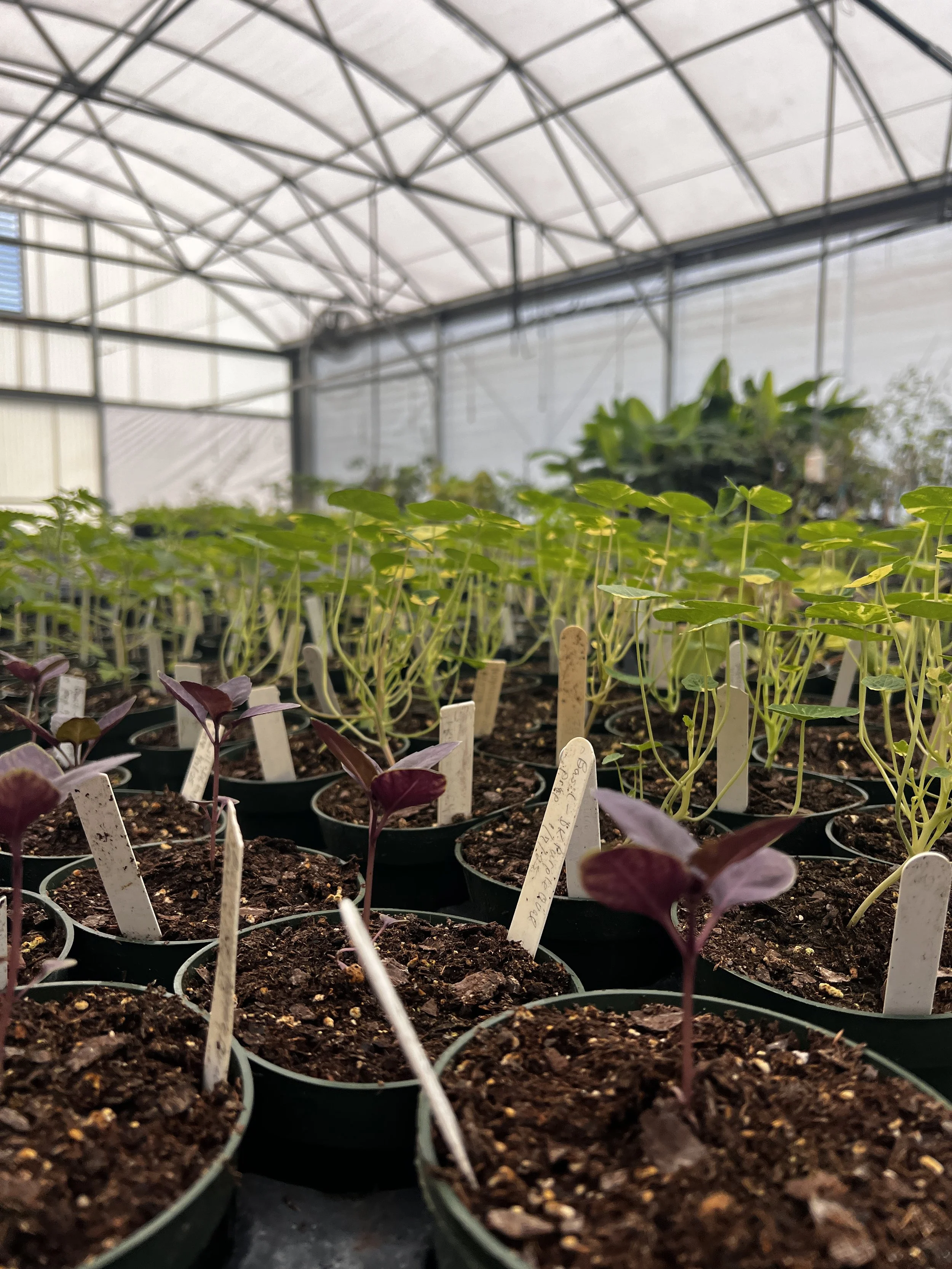 Greenhouse Production