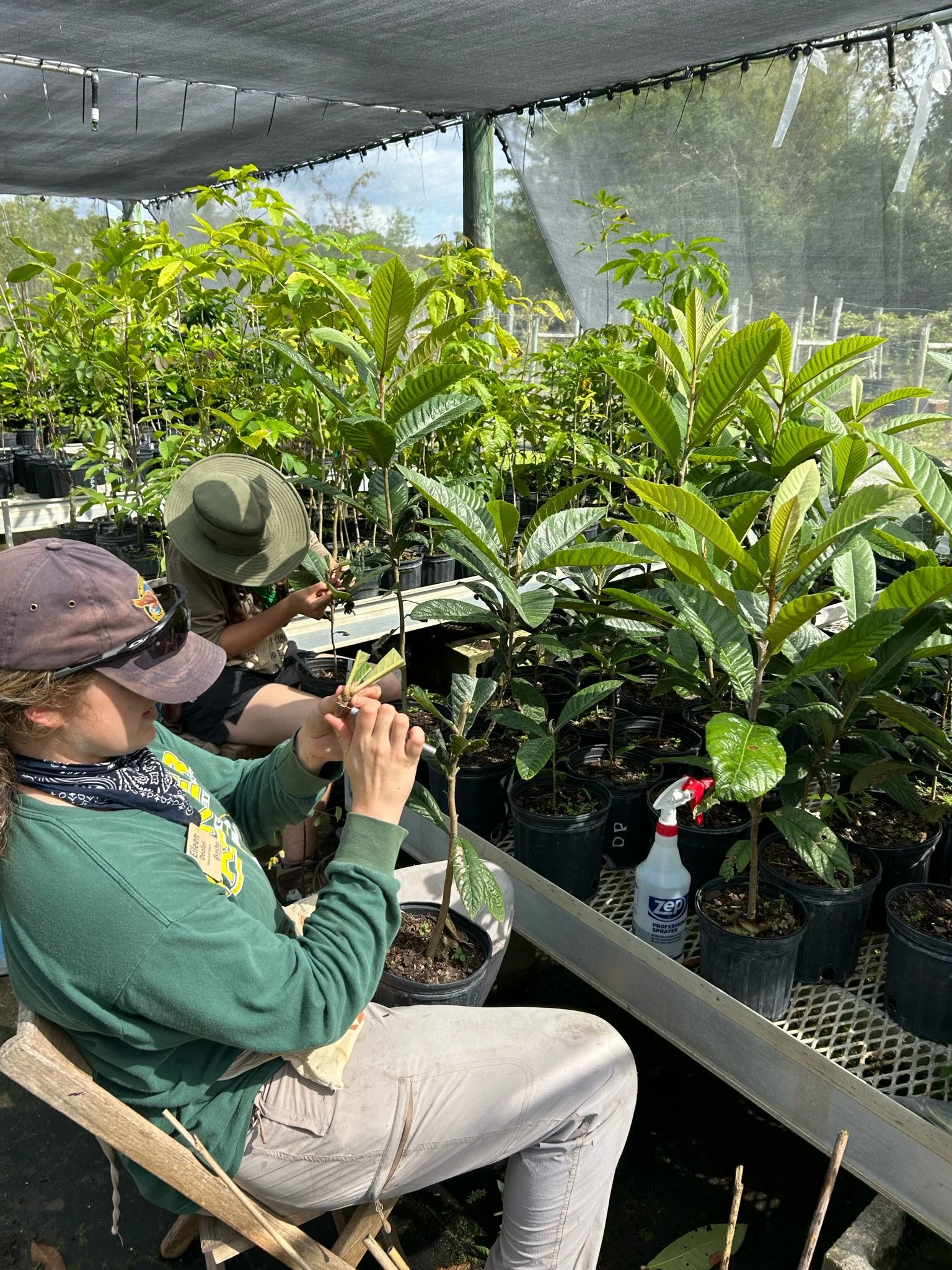 Tropical Fruit Tree Grafting