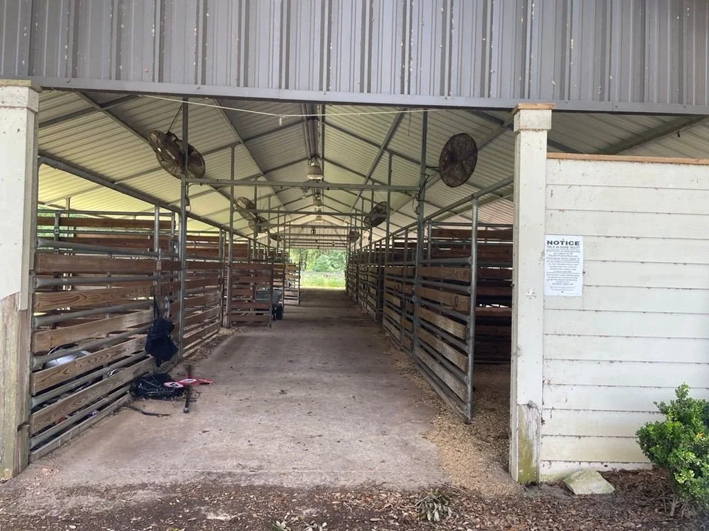 Why Riders of All Skill Levels Benefit from a Professional Ocala Equestrian Center
