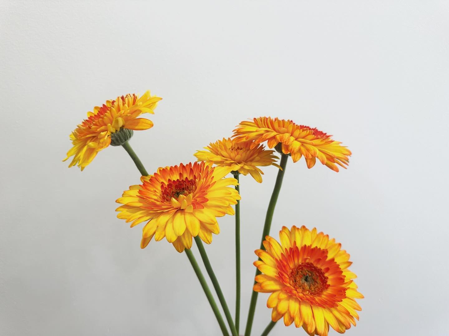 Aren&rsquo;t these Gerbera&rsquo;s a bit spesh!!! 💛🧡