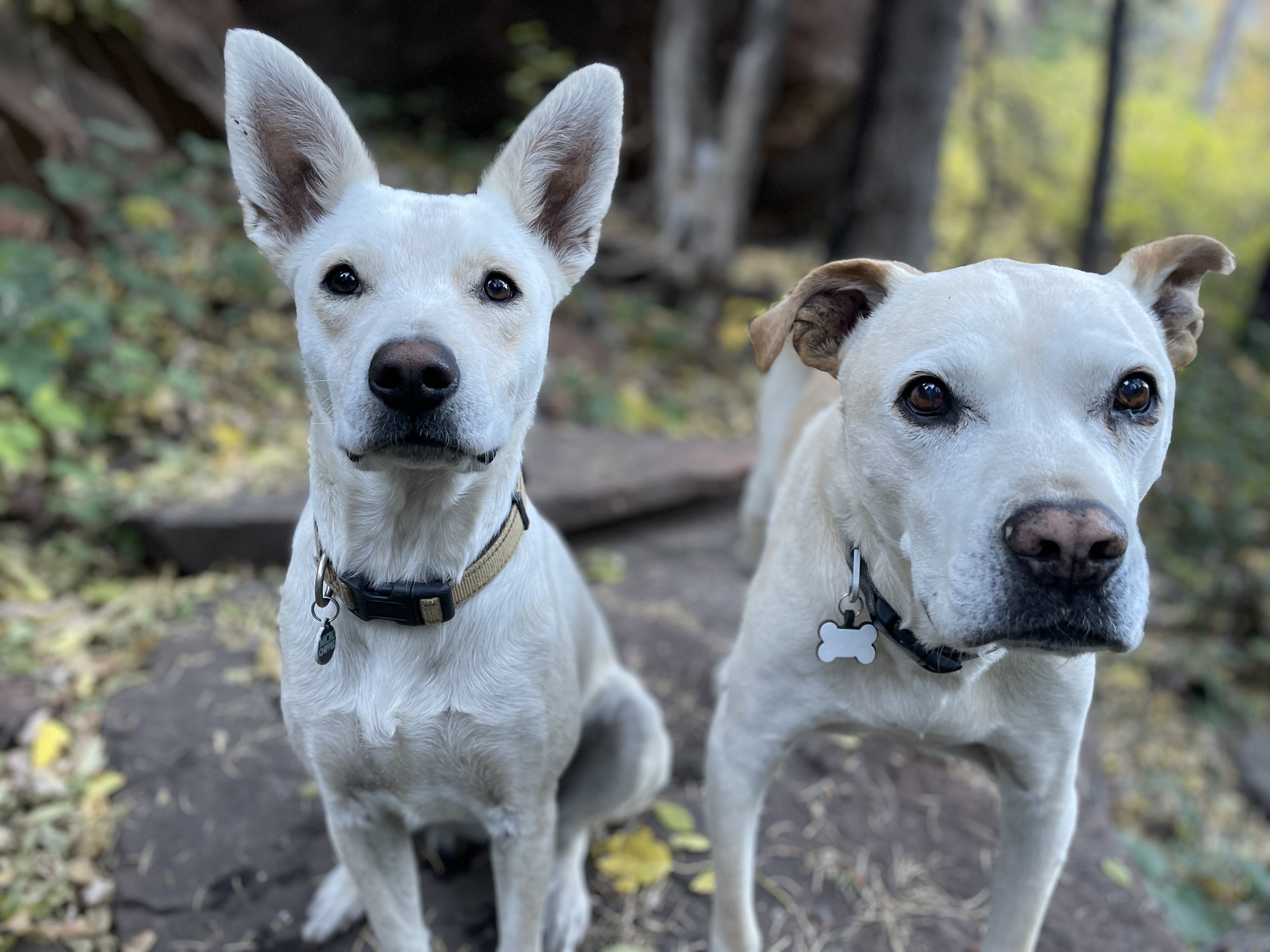 Two calm dogs sitting outdoors, representing professional reactive dog training in Tempe, Arizona