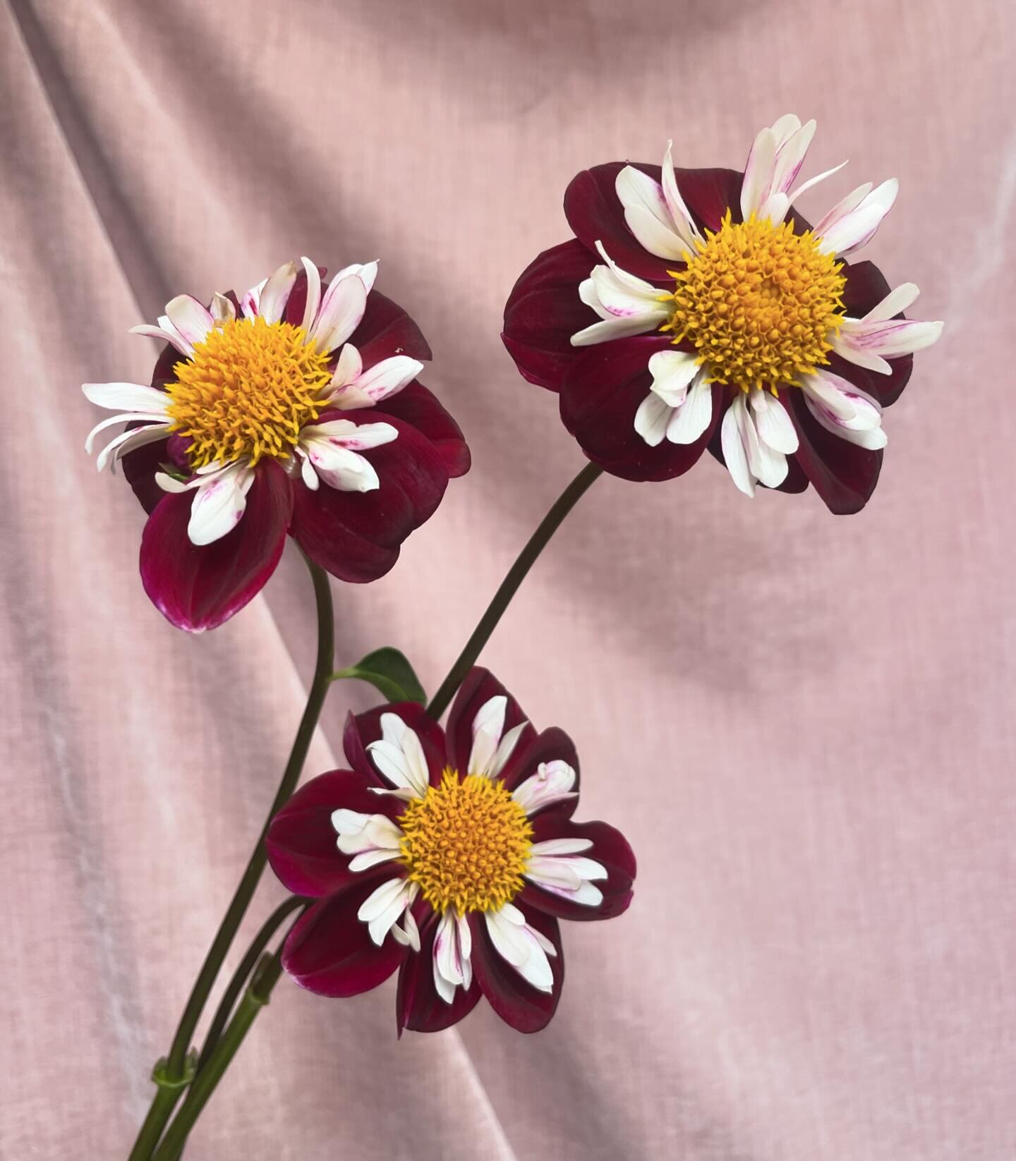 The most darling dahlias I&rsquo;ve ever seen ❣️ You may have noticed I&rsquo;m a little quieter on the socials than usual! I&rsquo;m gearing up for my busiest wedding season yet, whilst taking time for self-care &amp; balance. Thank you all for bein