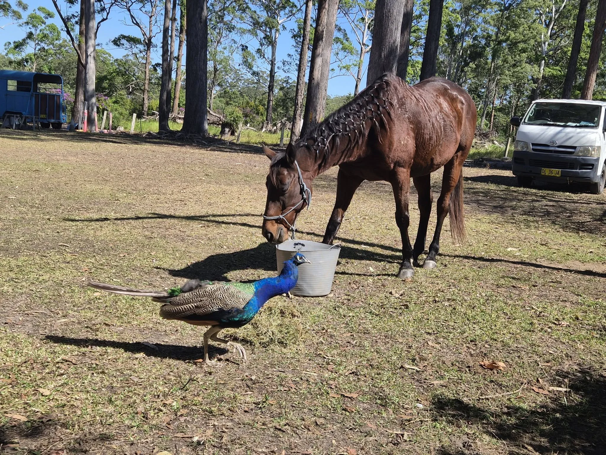 horse being fed