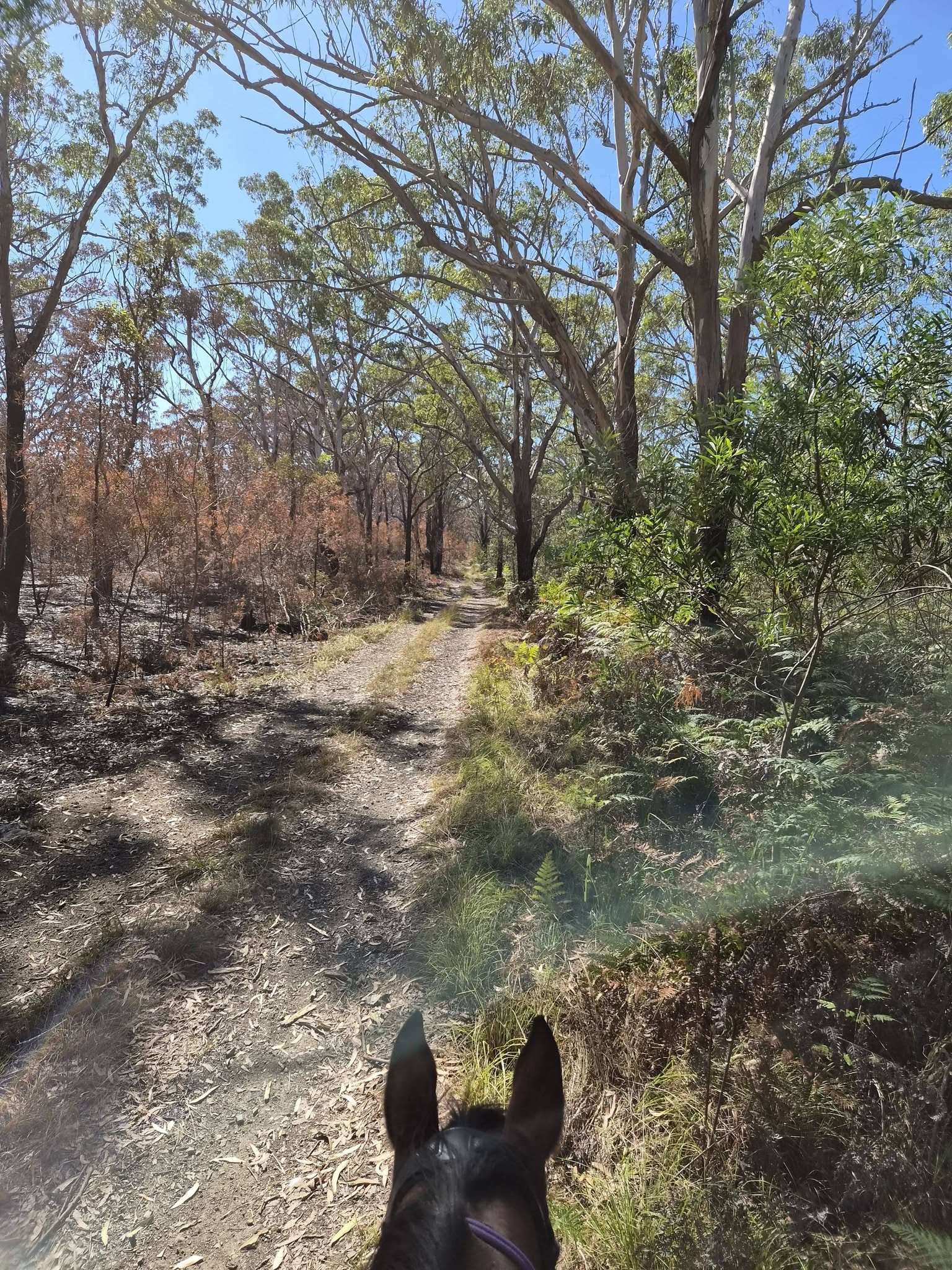 bush ride